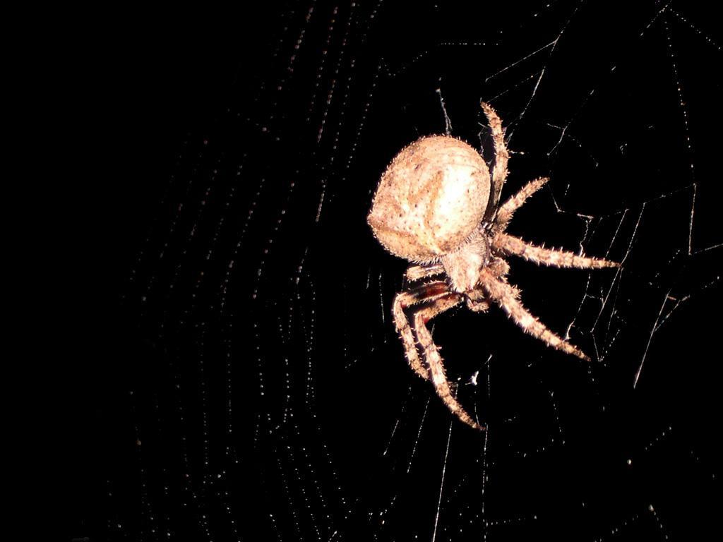 1024x768 Barn Spider Wallpaper. Fun Animals Wiki, Videos, Picture, Stories