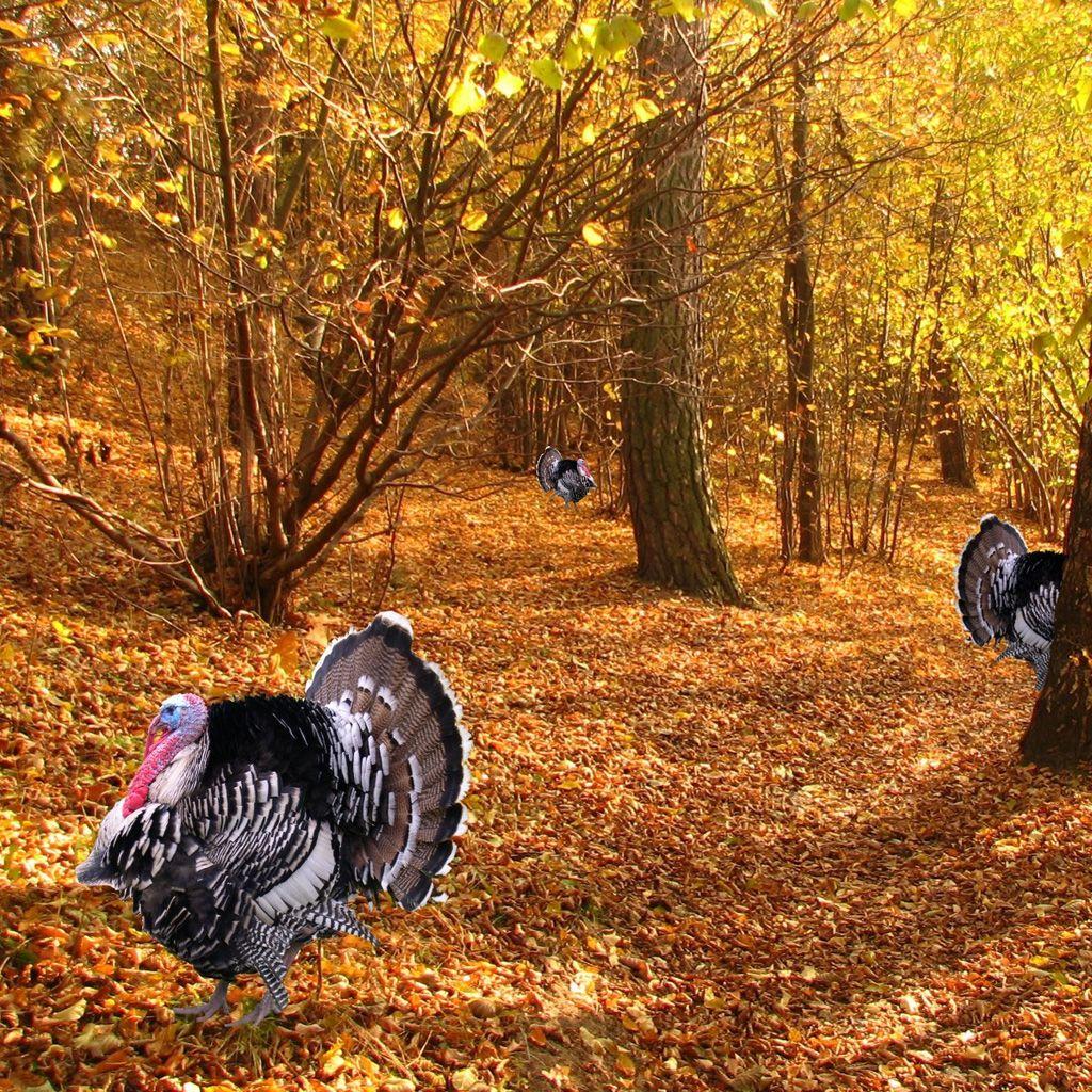 1024x1024 Free Thanksgiving Wallpaper for iPad: Turkey
