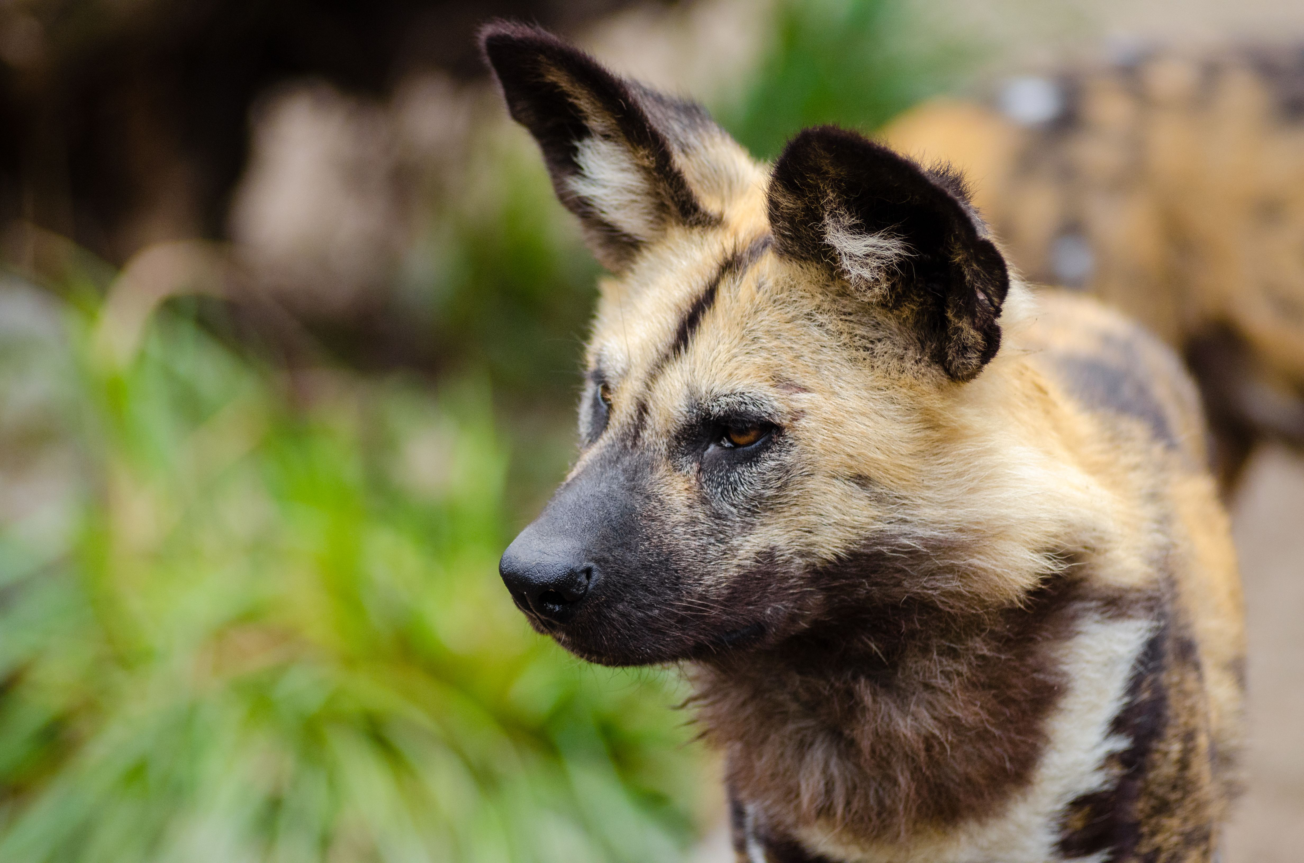 4928x3264 African wild dog HD Wallpaper and Background