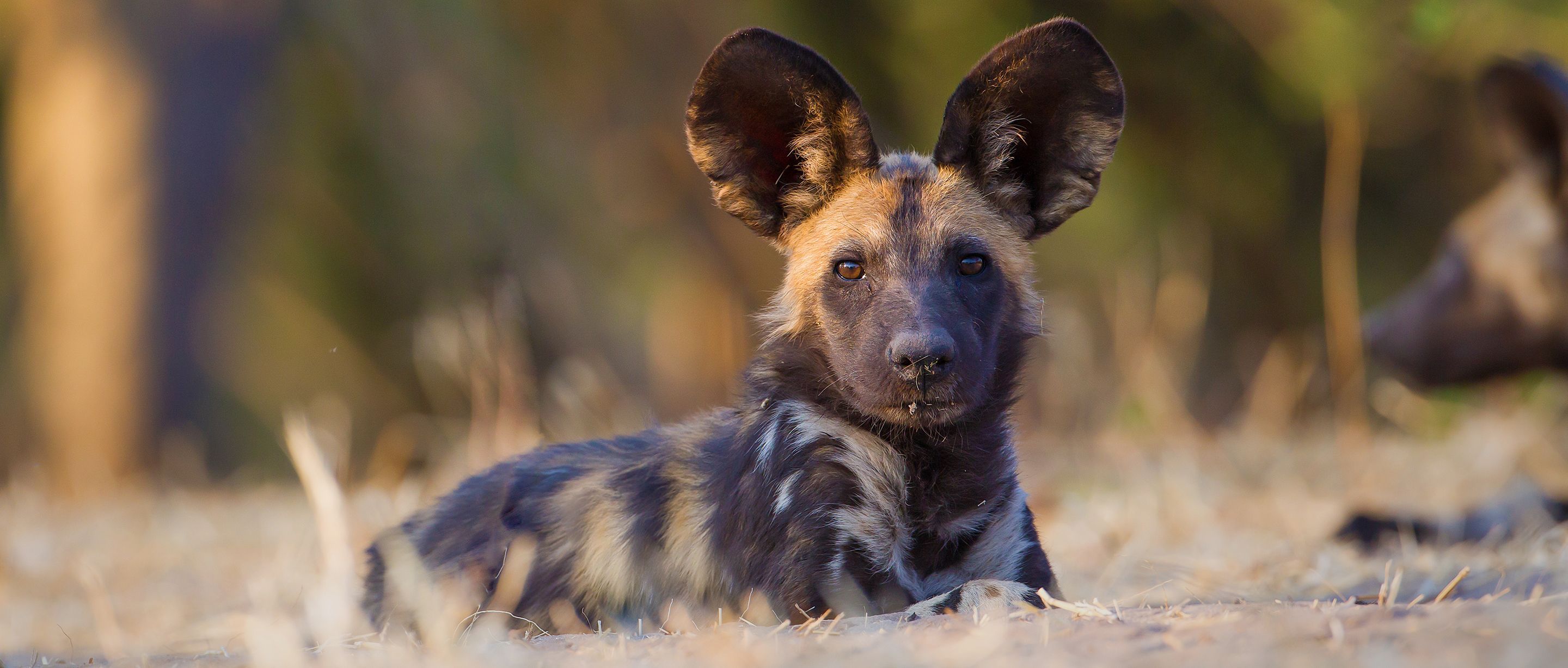 2880x1228 African Wild Dog. African Wildlife Foundation