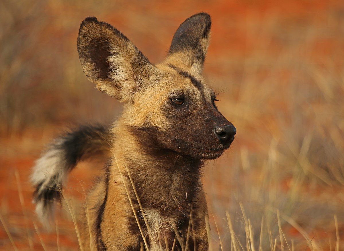 1200x876 African wild dog (Lycaon pictus pictus)