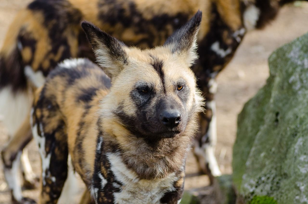 1280x848 Free African Wild Dog & Jackal Image