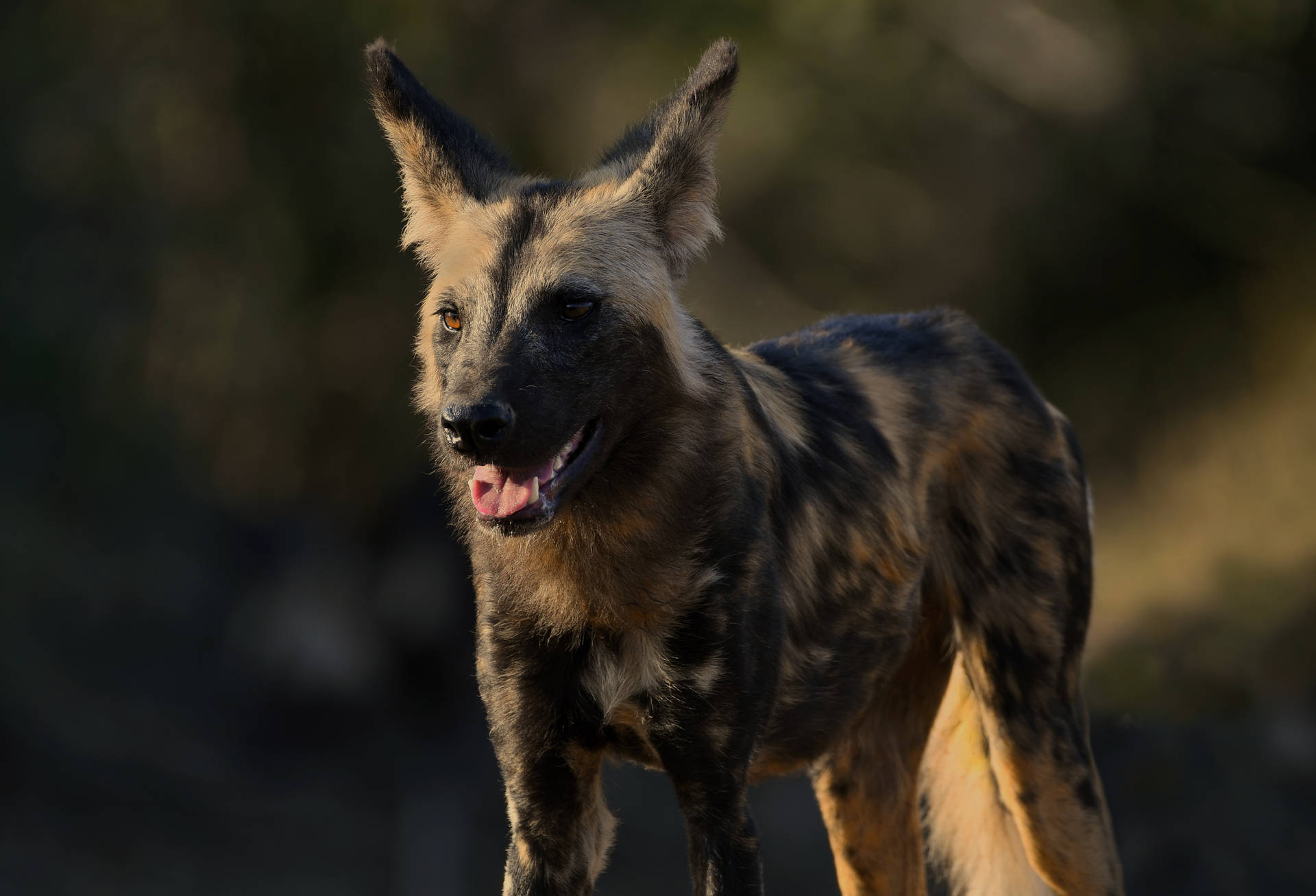 1920x1307 Download Zambia Wild Dog Wallpaper
