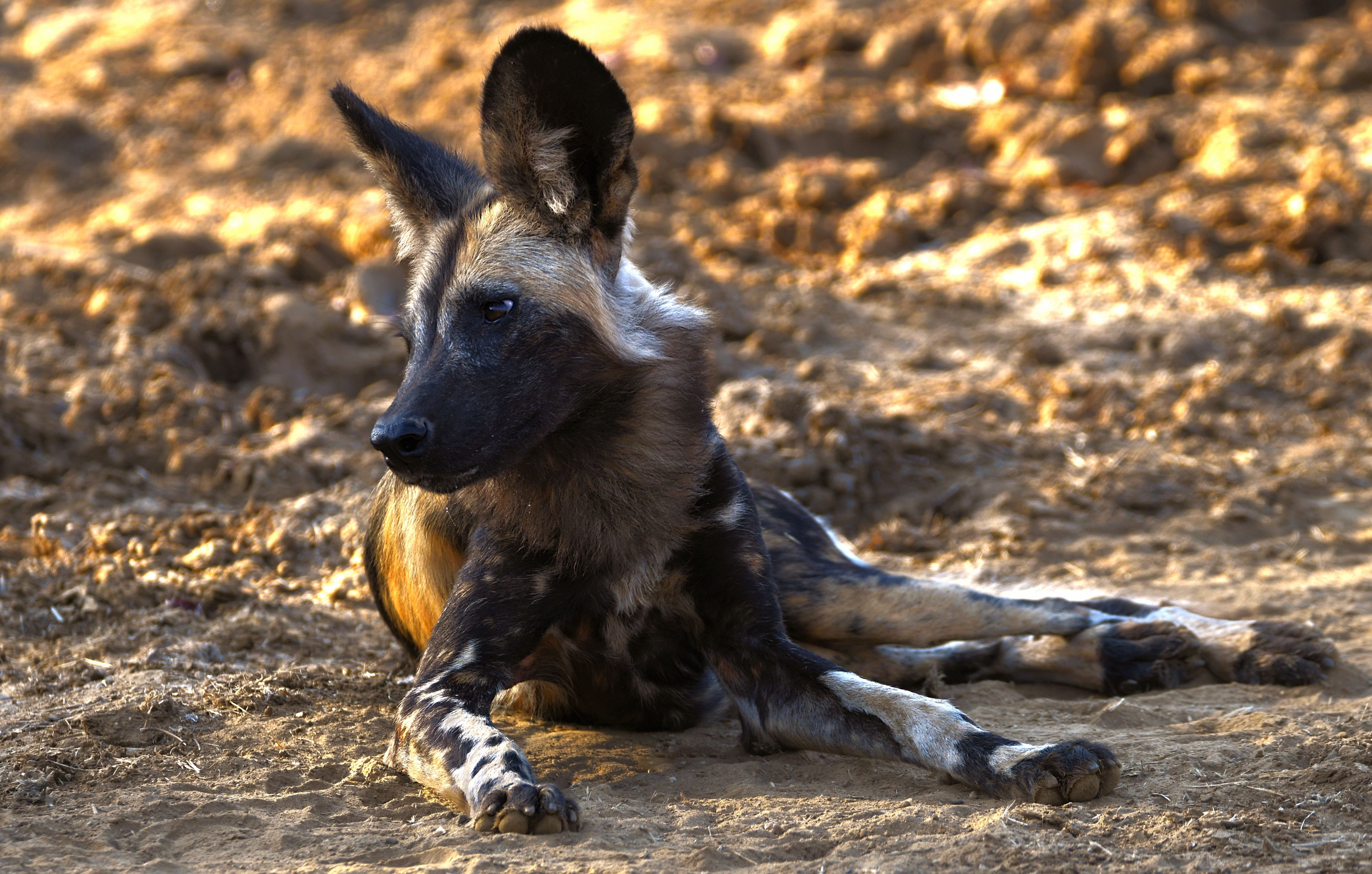 5055x3219 African Wild Dog (or Painted Wolf)