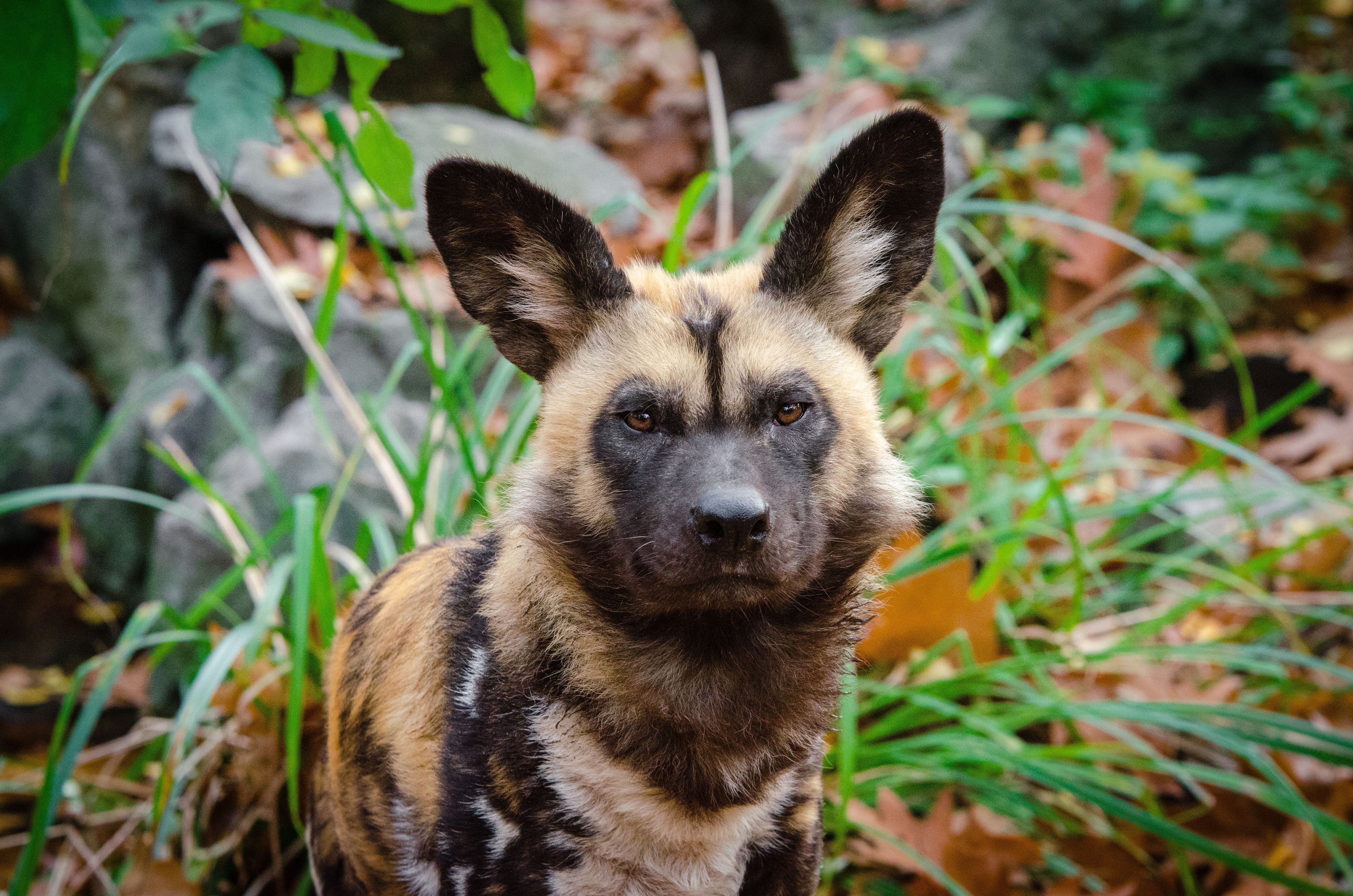 4928x3264 African Wild