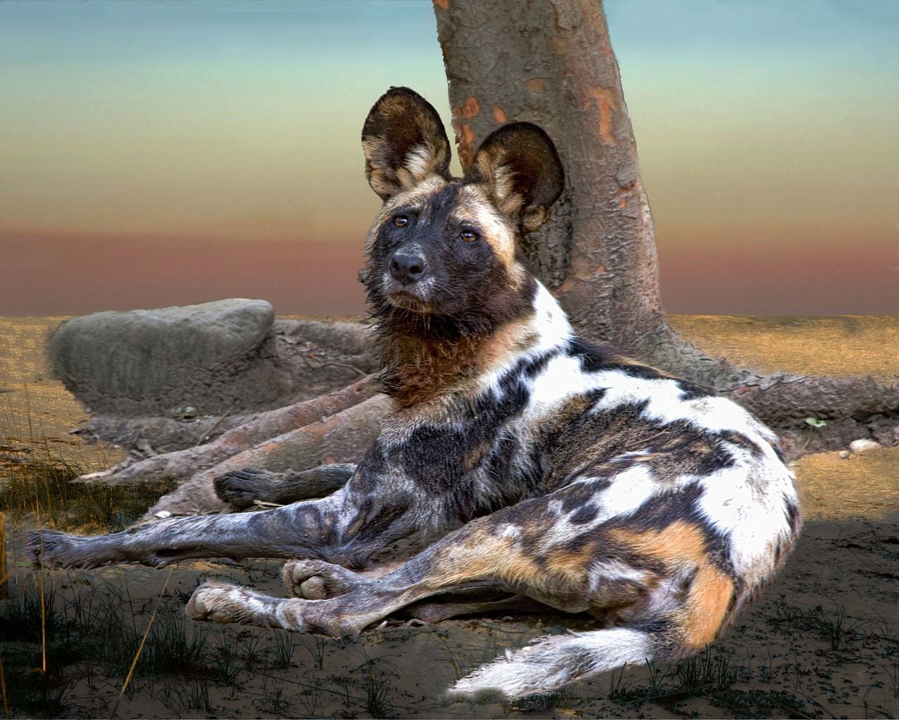 1280x1025 Free African Wild Dog & Jackal Image