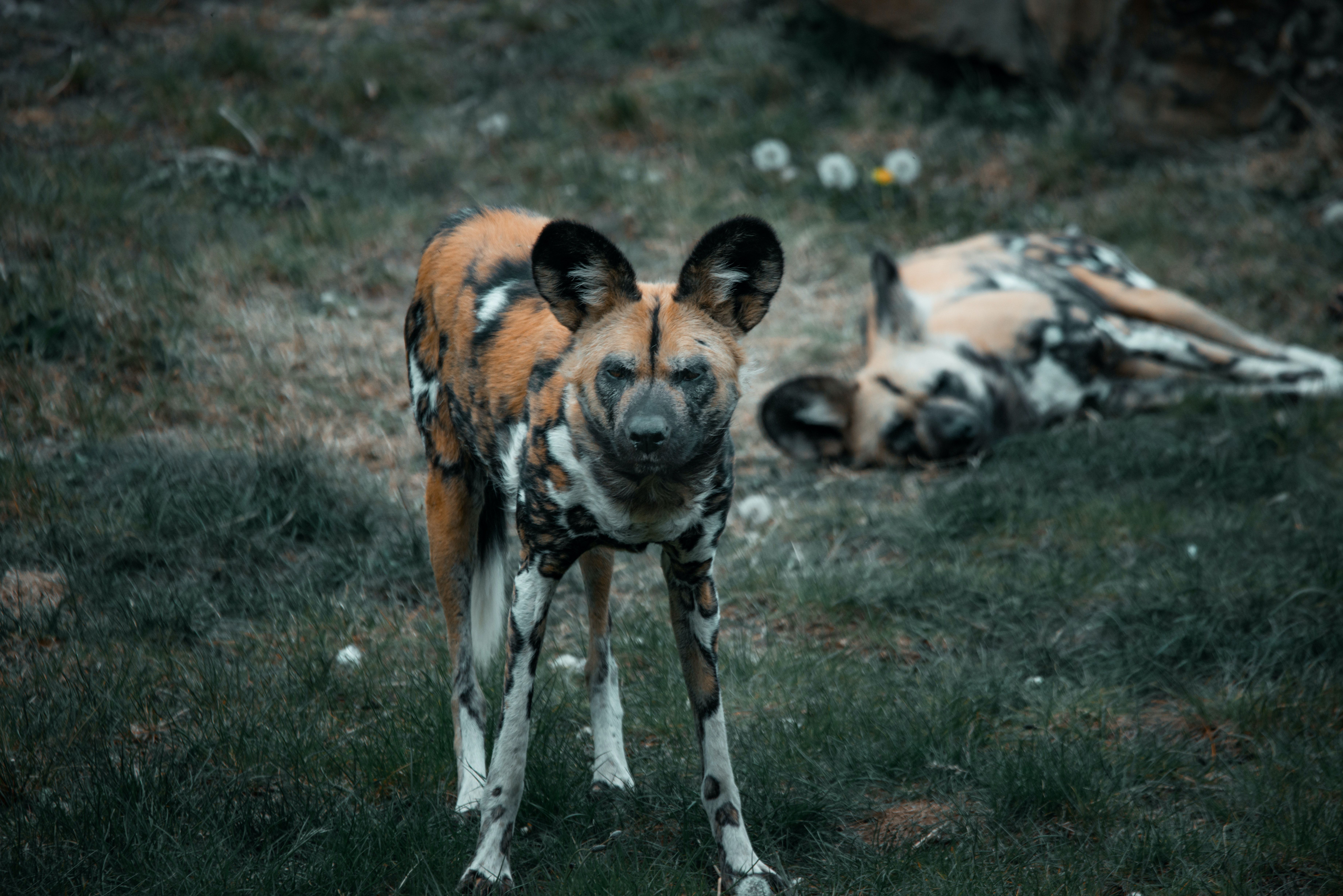 7360x4912 African Wild Dog Photo, Download The BEST Free African Wild Dog & HD Image