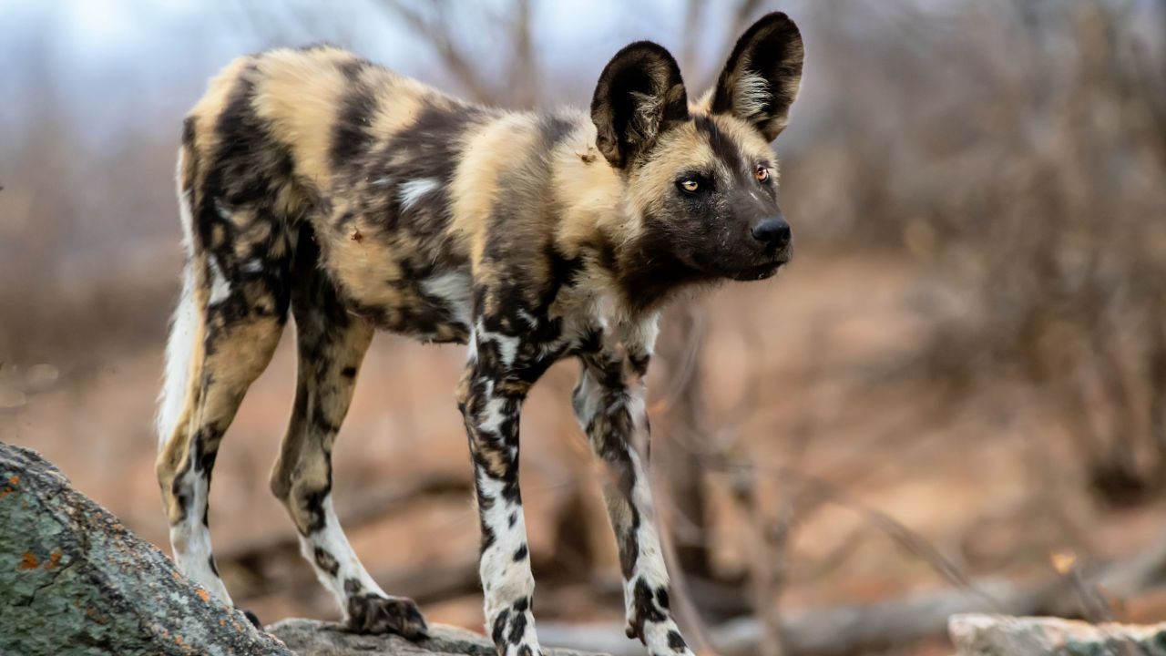 1280x720 African Wild Dog Fact Sheet. Blog