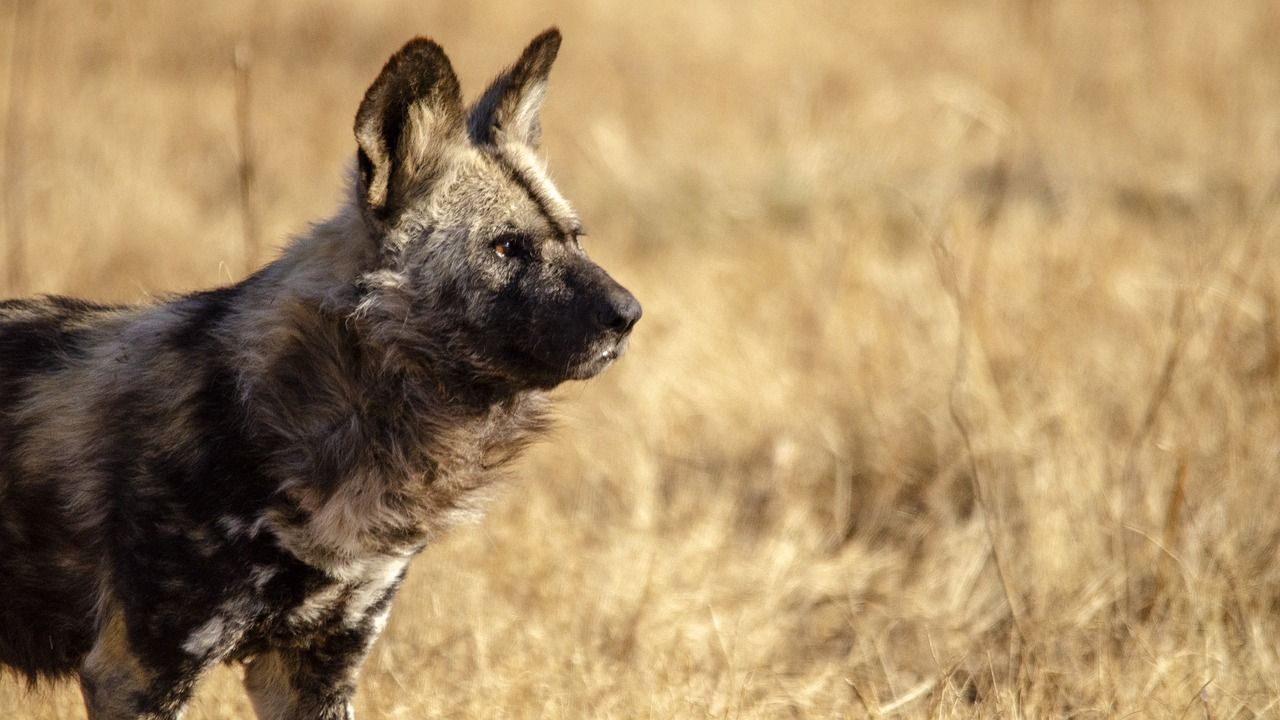 1280x720 Free African Wild Dog & Jackal Image