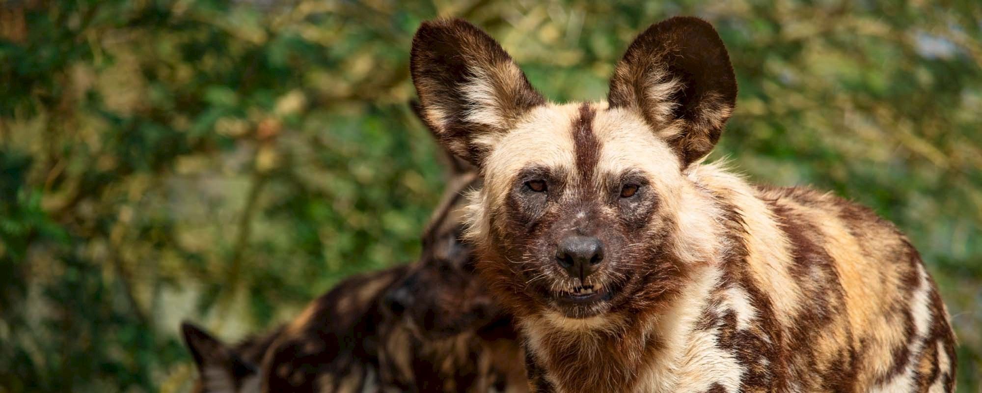 2000x800 African Wild Dog. The Living Desert Zoo and Gardens