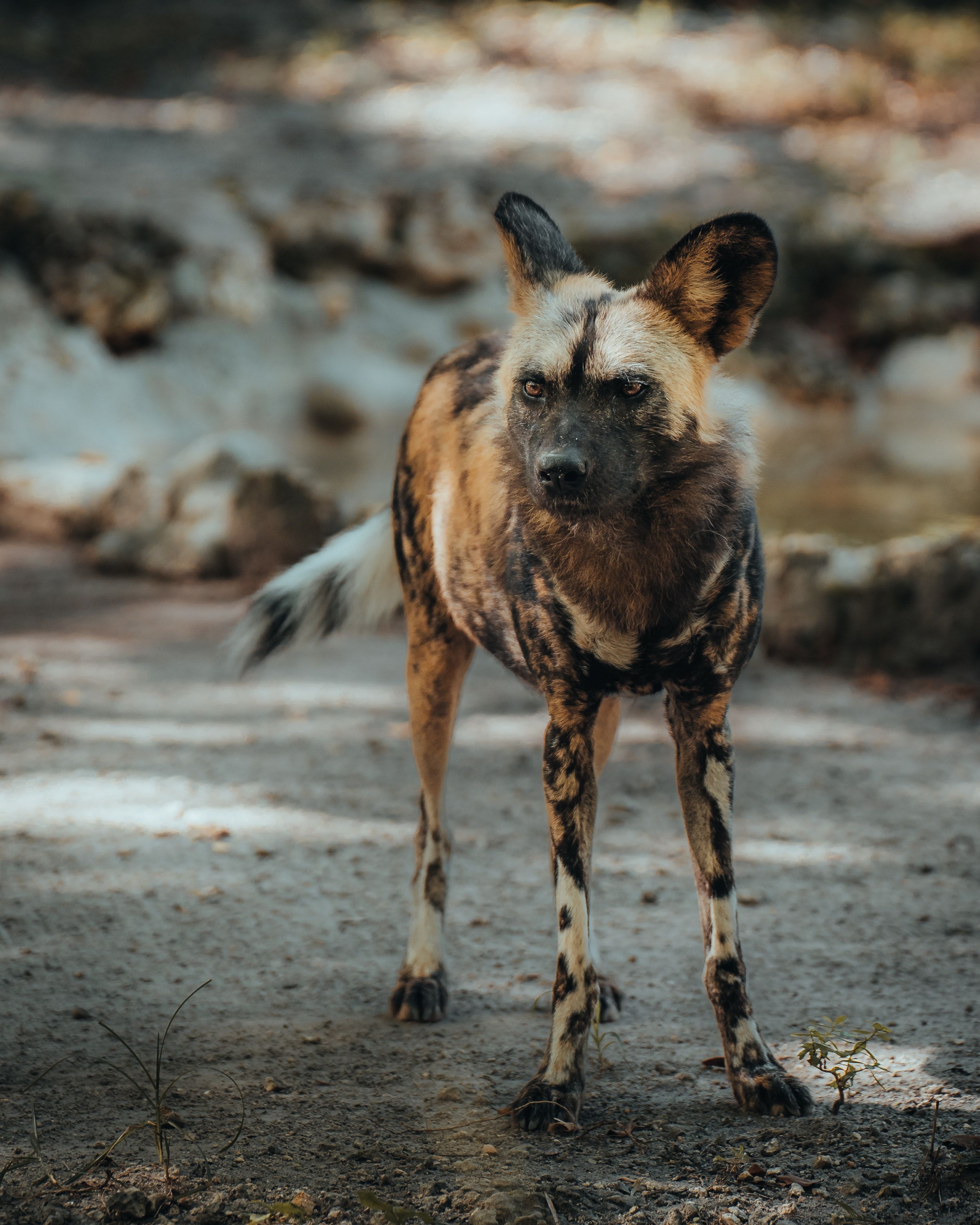 2852x3565 African Wild Dog Photo, Download The BEST Free African Wild Dog & HD Image