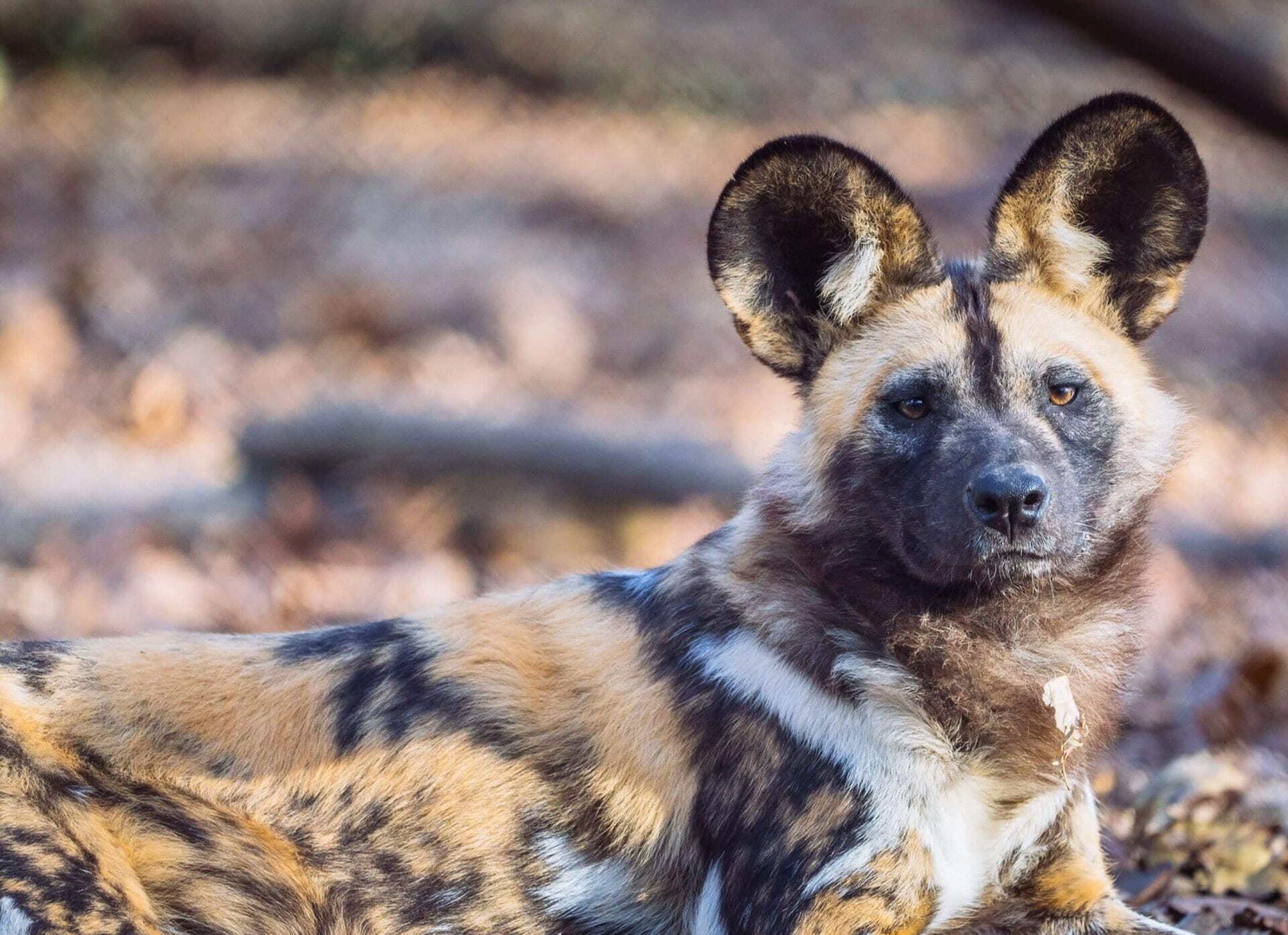 1920x1394 African Painted Dogs Wolf Center
