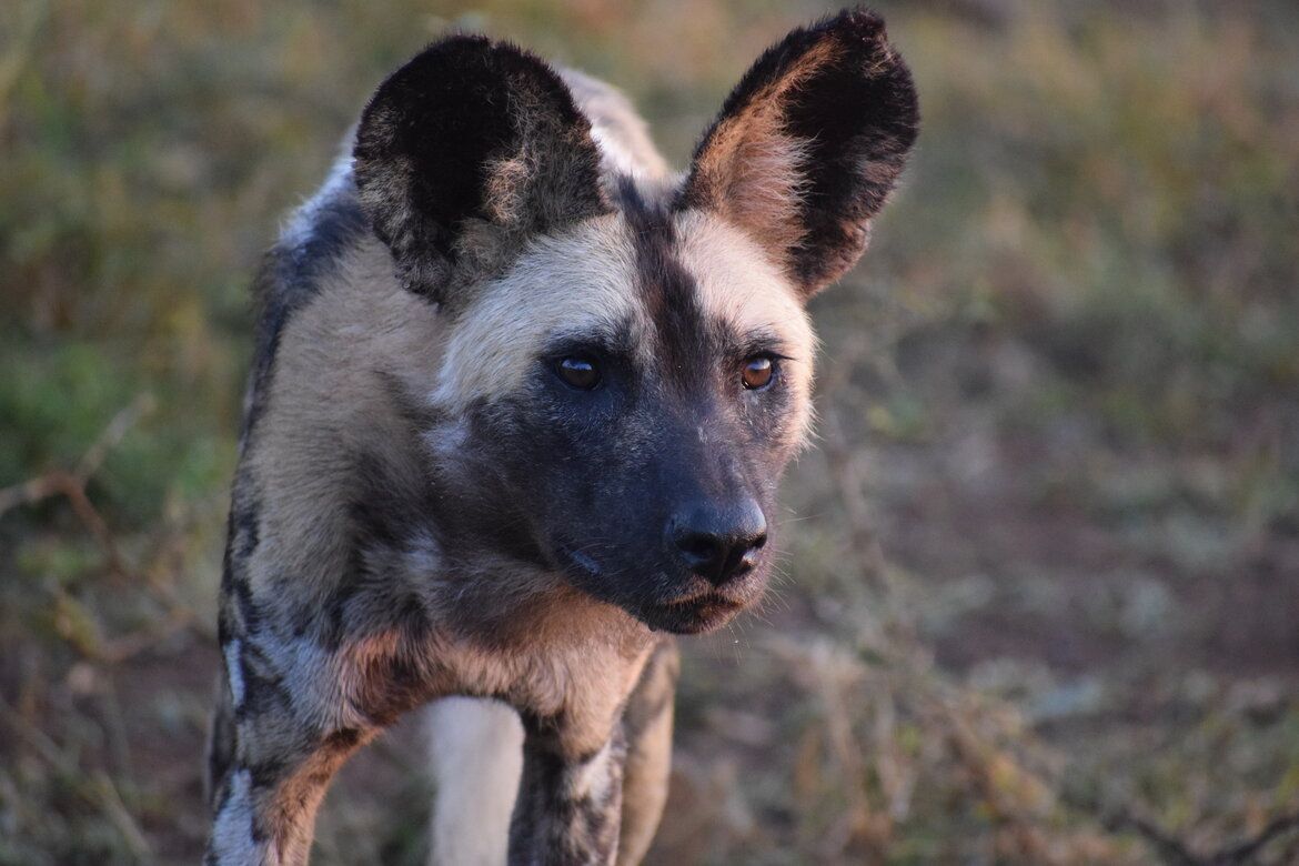 1170x780 The Importance of Conserving African Wild Dogs