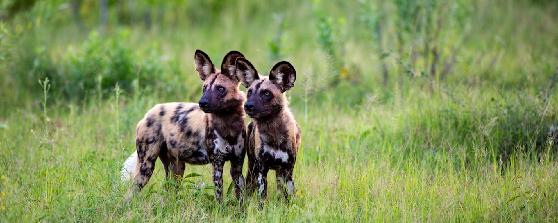 1920x768 Saving African Wild Dog with EWT