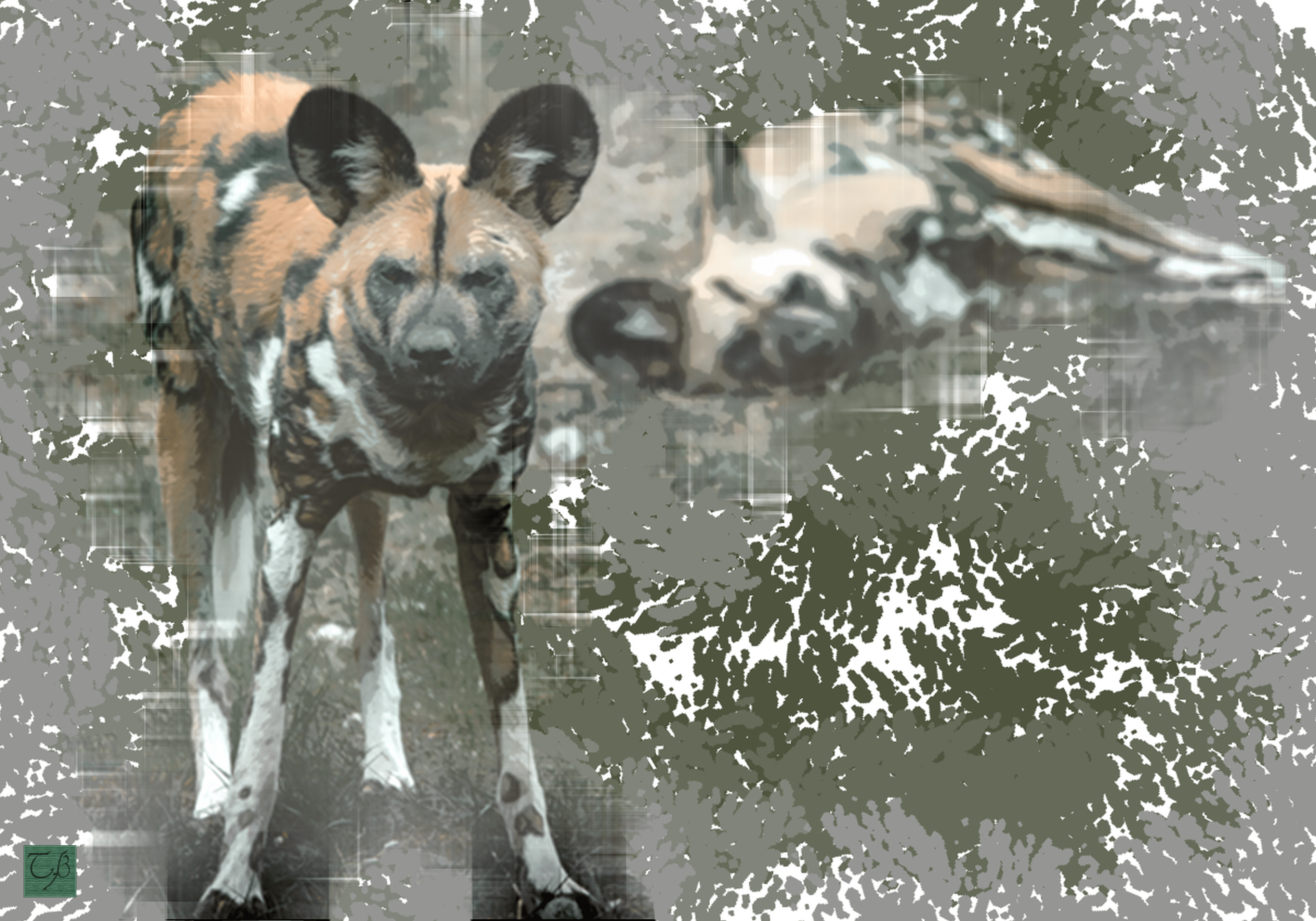 5000x3500 African Wild Dog 2 (Digital Collage) The second picture of this magnificent creature in this collection