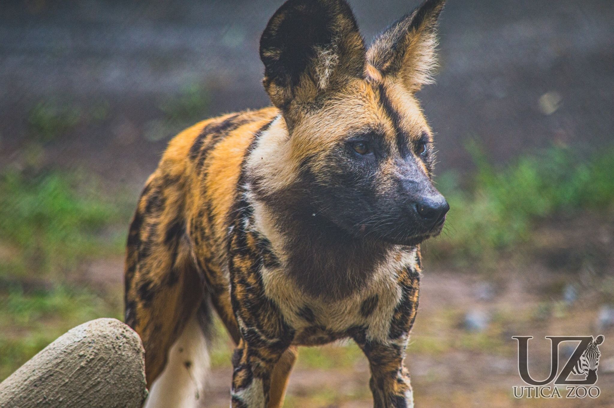 2048x1361 African Painted Dog