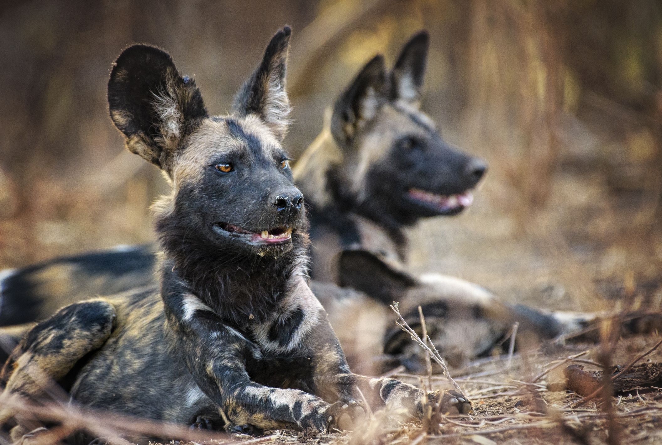 2112x1419 African wild dogs guide: species facts, habitat and why they're endangered