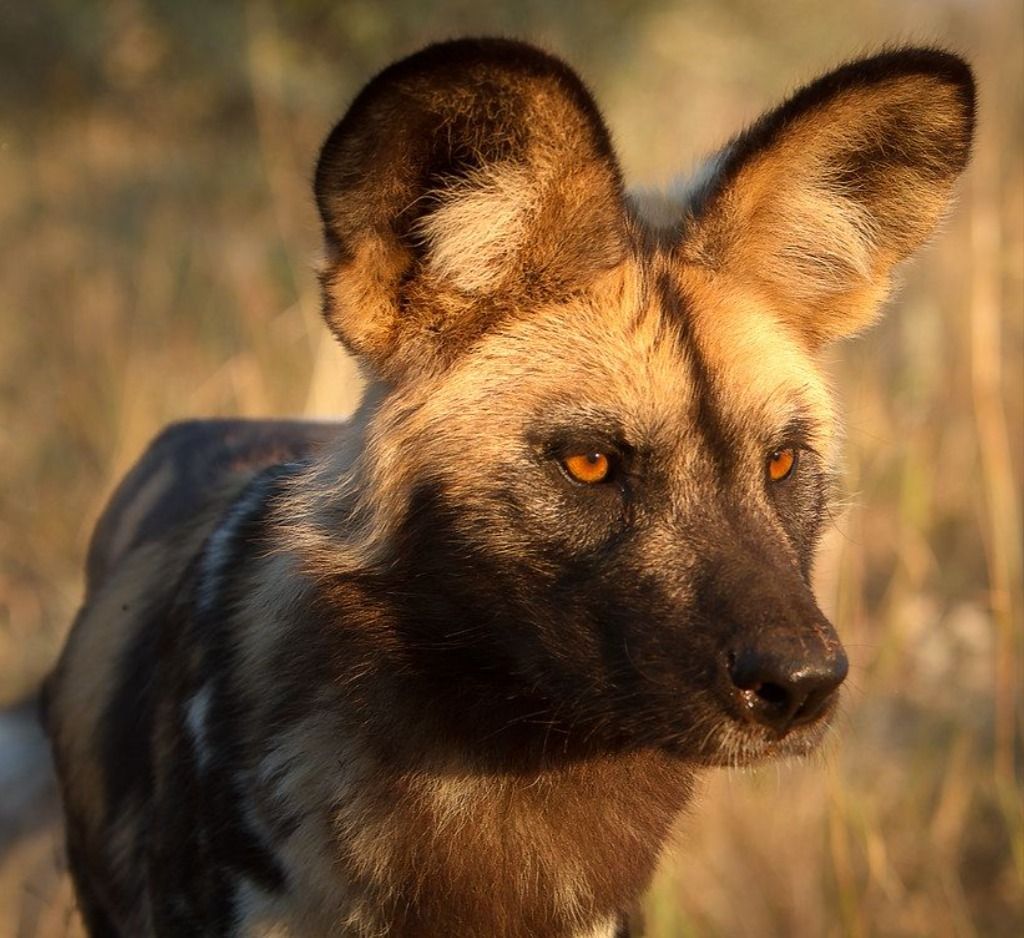 1024x938 Rare African Wild Dog Picture: Uncover the Wonders of this Endangered Species tattoo animals. Wild dogs, Dog photography puppies, Dog picture