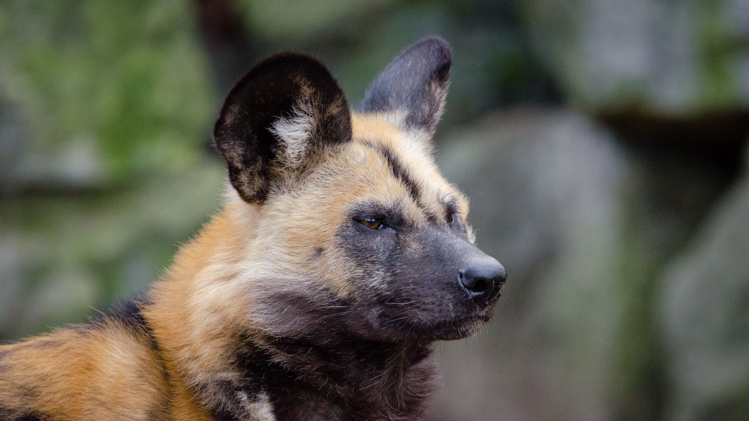 2560x1440 Download wallpaper 2560x1440 african wild dog, muzzle, predator widescreen 16:9 HD background