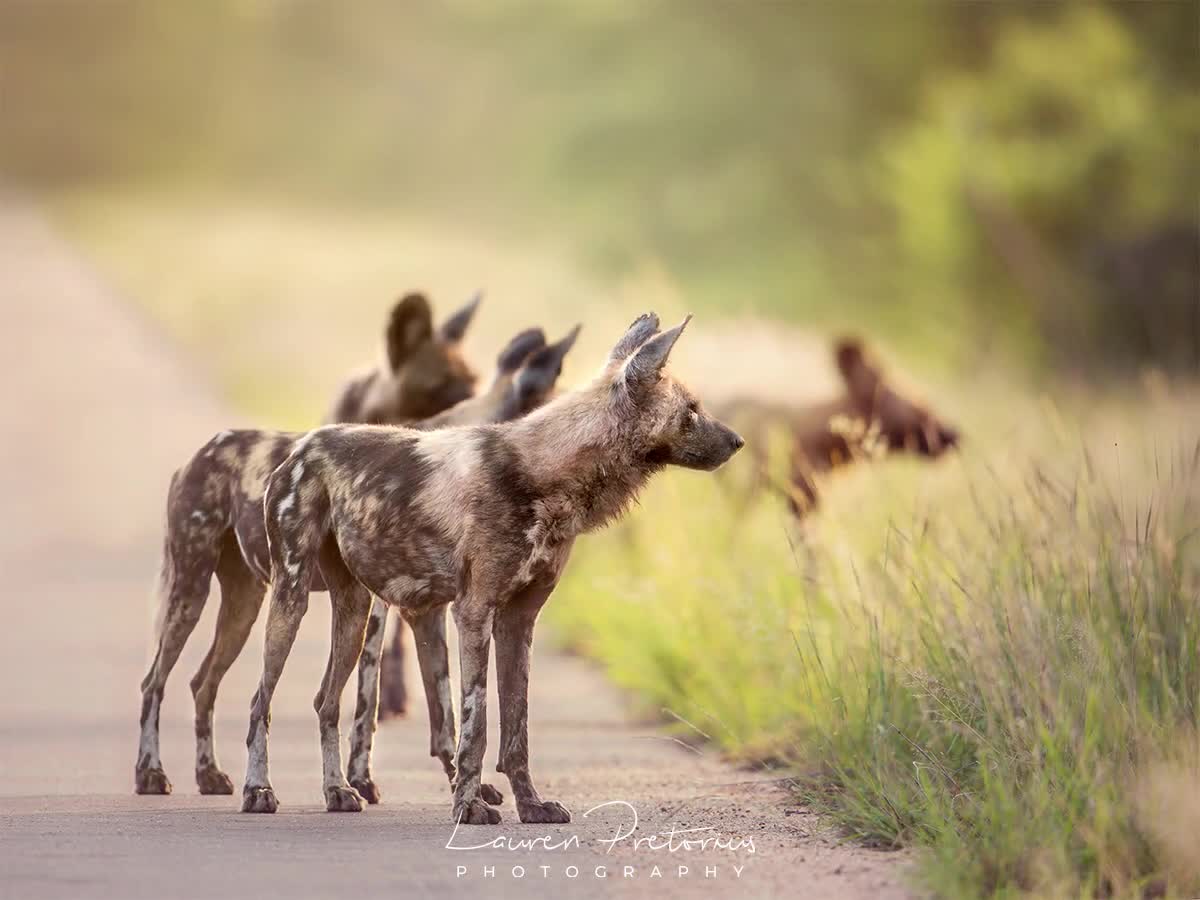 1200x900 African Wild Dog Pack Wildlife Photography Animal Photo