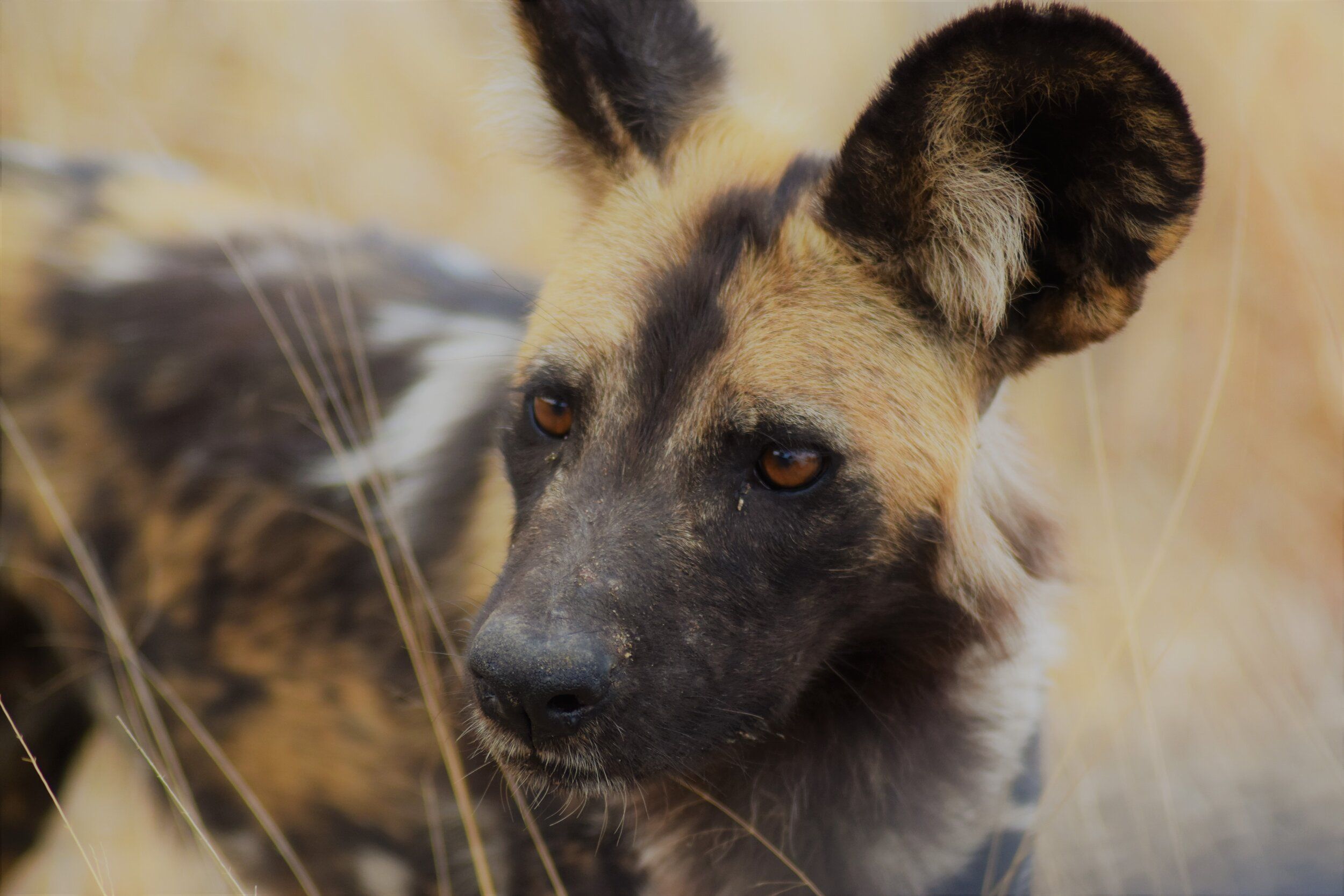 2500x1667 African Wild Dog. Endangered Brewing. Premium Session Beers