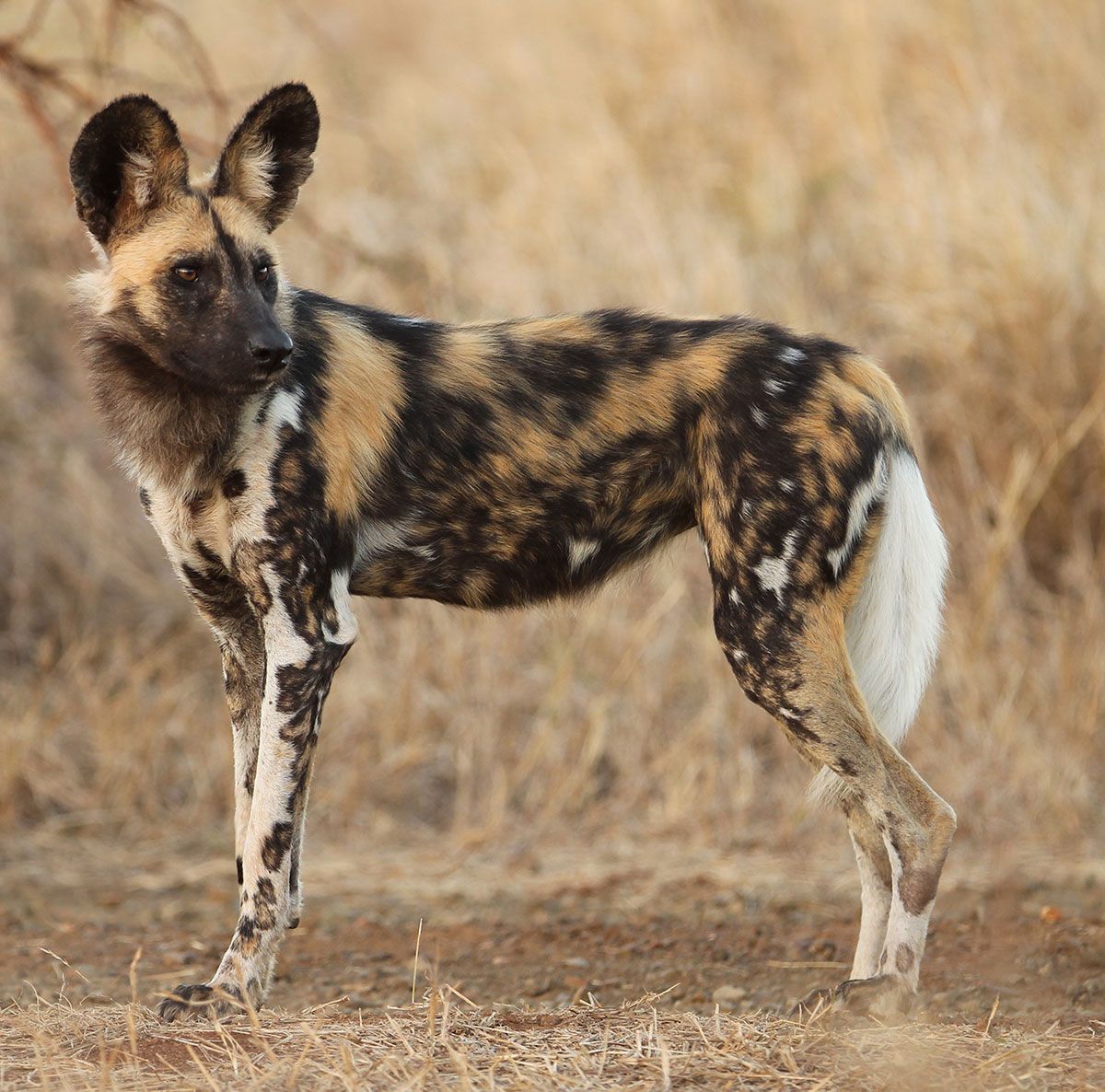 1200x1186 Wild Dogs. The Lion Guard