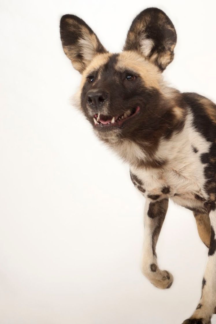 748x1122 African wild dog, facts and photo