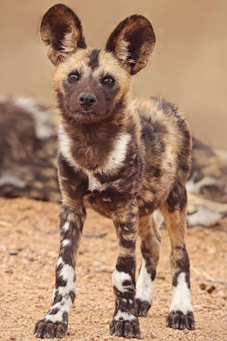 735x1104 Discover The Beauty Of African Wild Dogs: Jaw Dropping Photo & Video Tattoo Animals Wallpaper. African Wild Dog, Dog Photography Puppies, Wild Dogs
