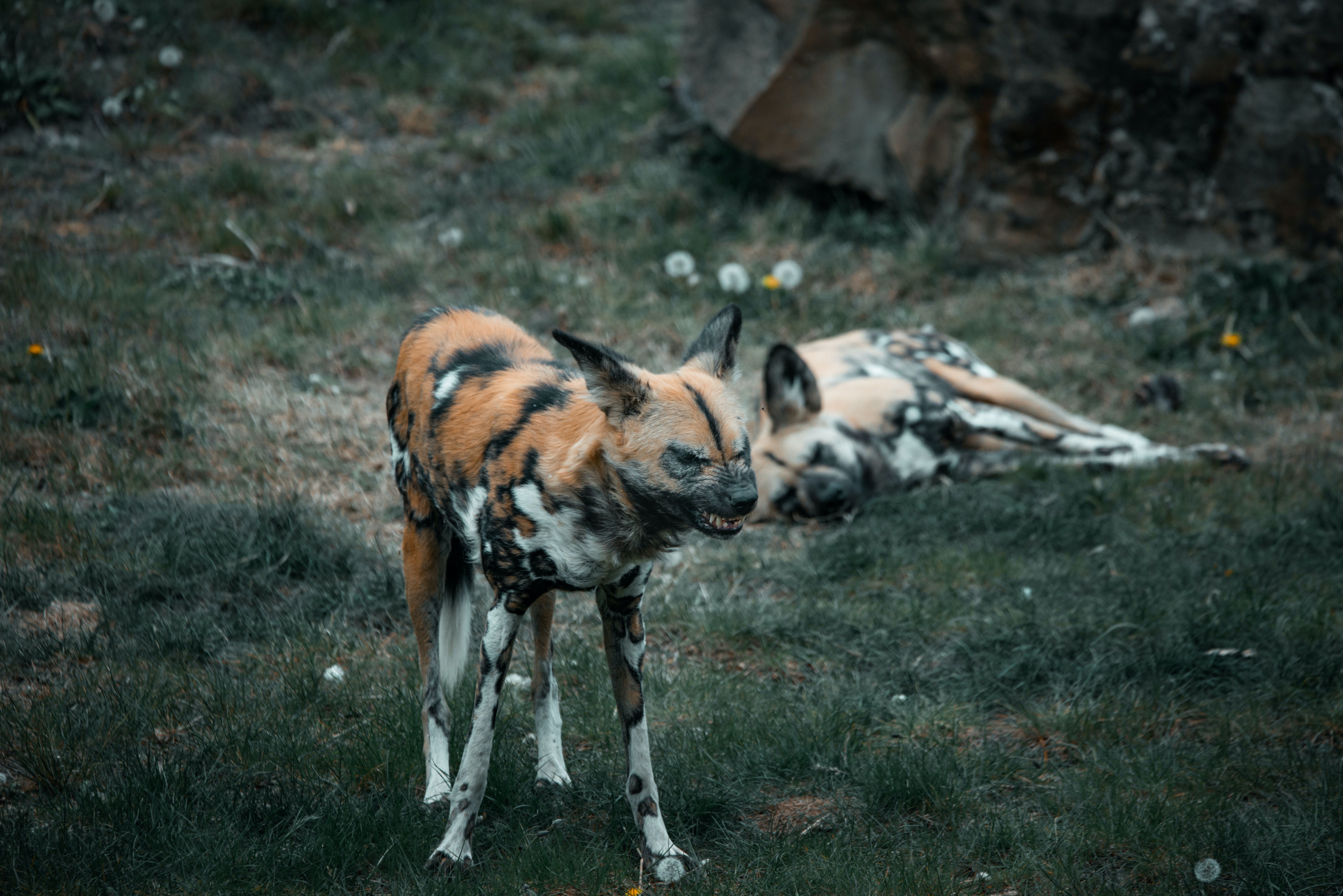 7360x4912 African Wild Dog Photo, Download The BEST Free African Wild Dog & HD Image