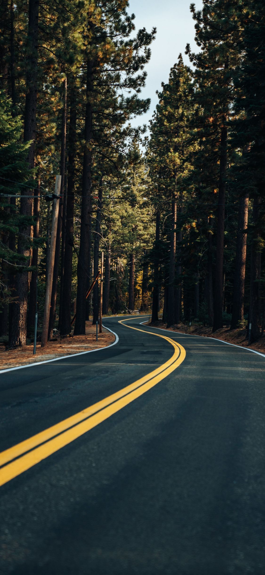 1125x2436 Download wallpaper 1125x2436 road, yellow marks, trees, forest, iphone x, 1125x2436 HD background, 23026