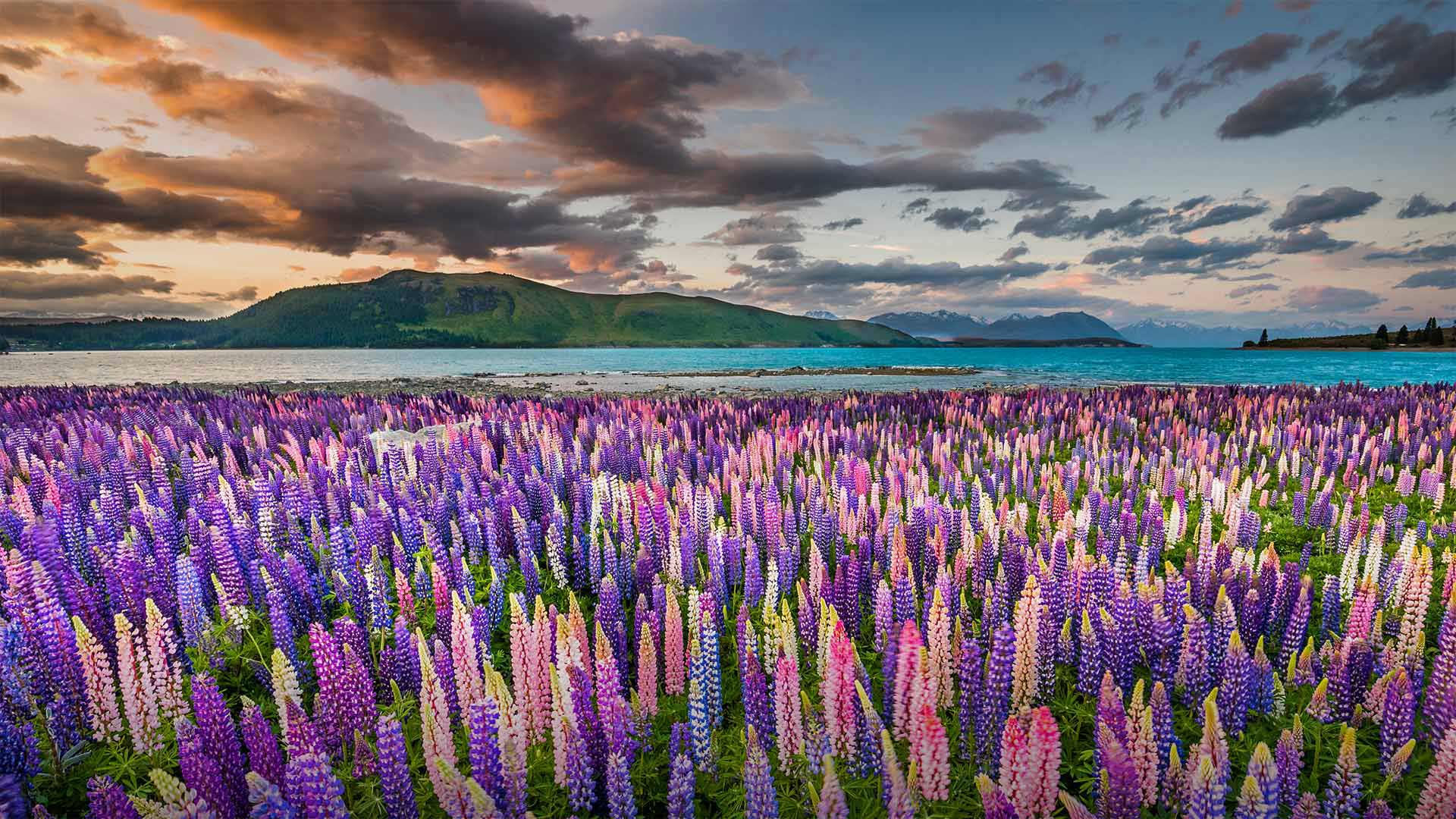 1920x1080 Lupins on the shores of Lake Tekapo in New Zealand. [1920x1080]