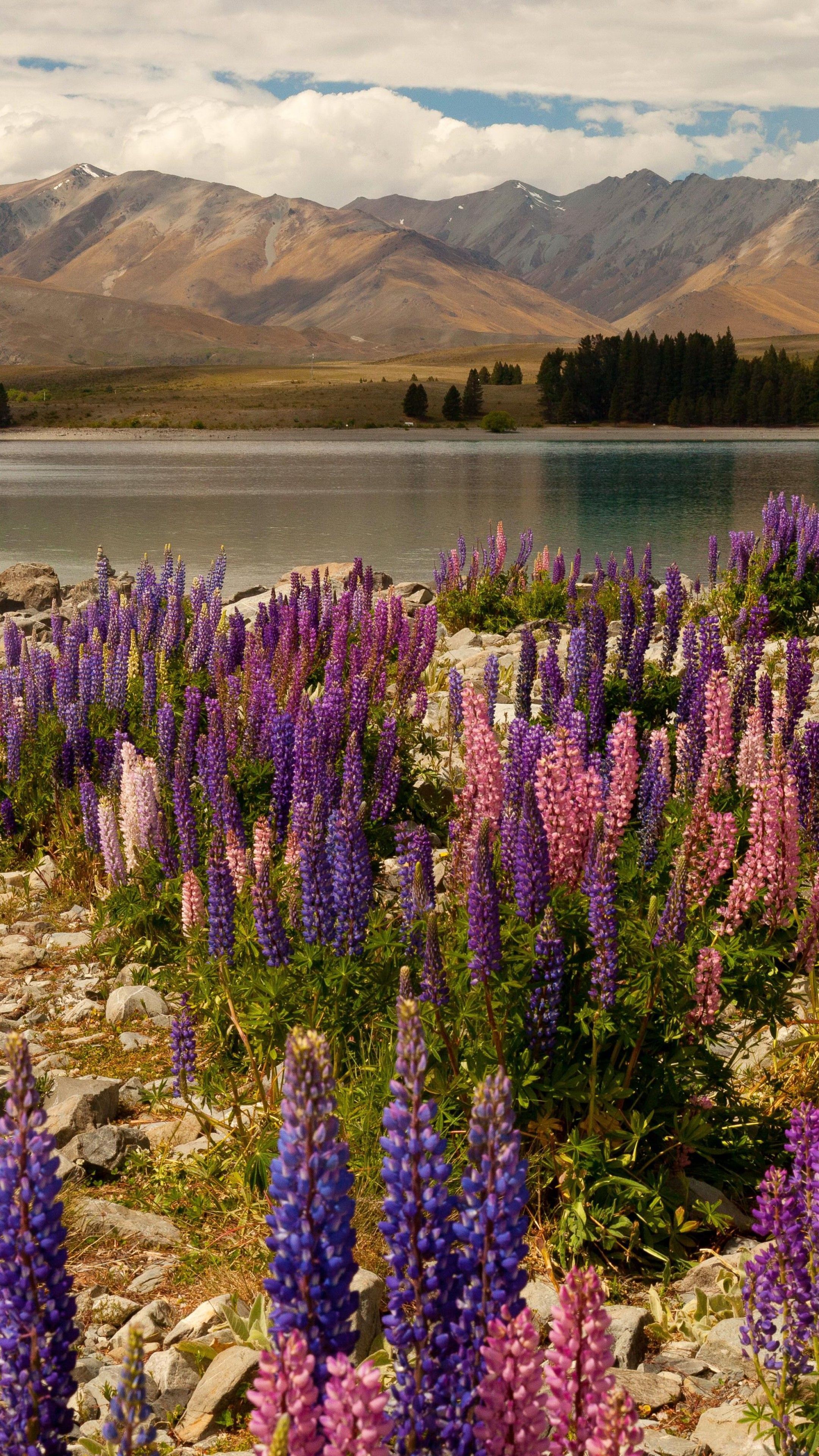 2160x3840 Wallpaper lavander, 5k, 4k wallpaper, Lake Tekapo, South Island, New Zealand, booking, rest, travel, mountains, sky, clouds, vacation, Nature