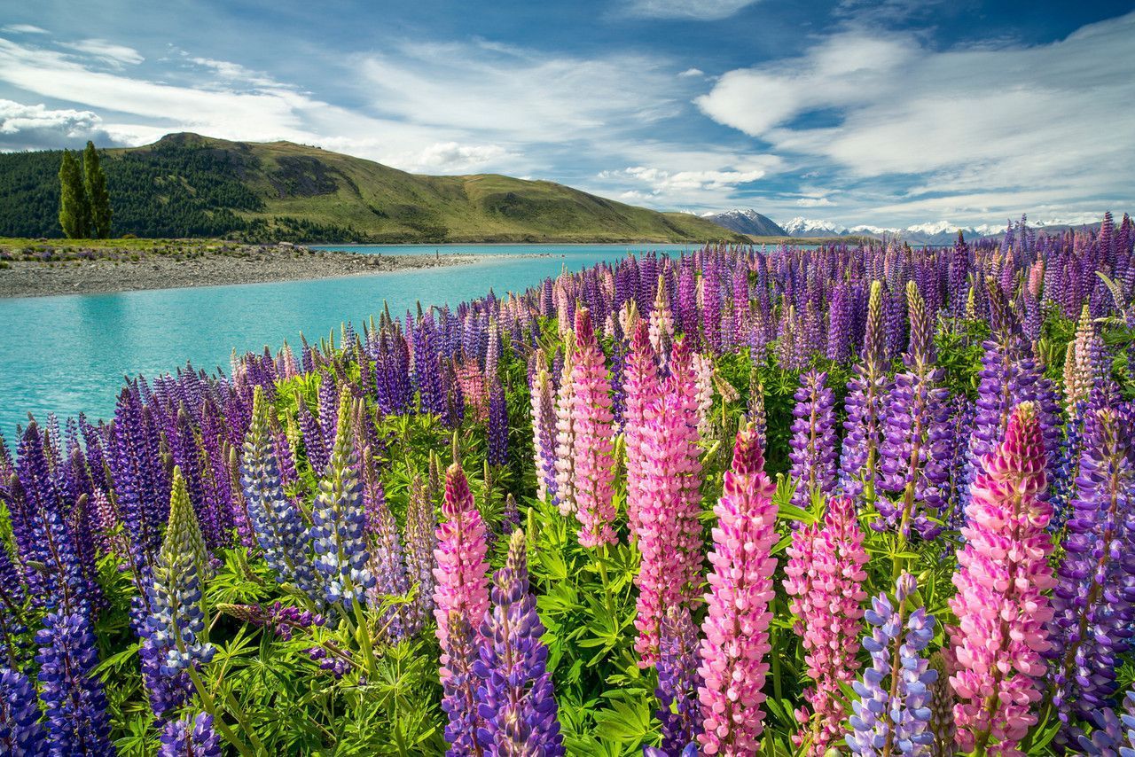 1280x854 Beautiful flowers, lake Tekapo, New Zealand. Beautiful nature, Beauty around the world, Beautiful landscapes