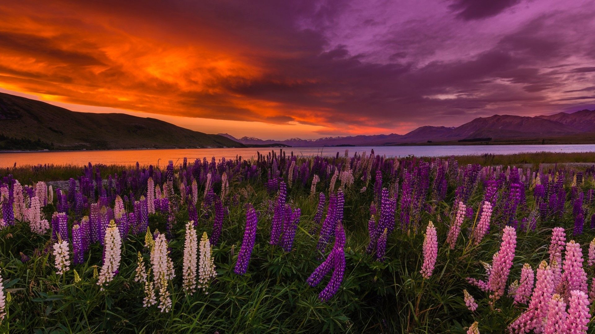 1920x1080 sky, lavander, rest, clouds, 5k, mountains, 4k, vacation, travel, New Zealand, Lake Tekapo, South Island, booking Gallery HD Wallpaper