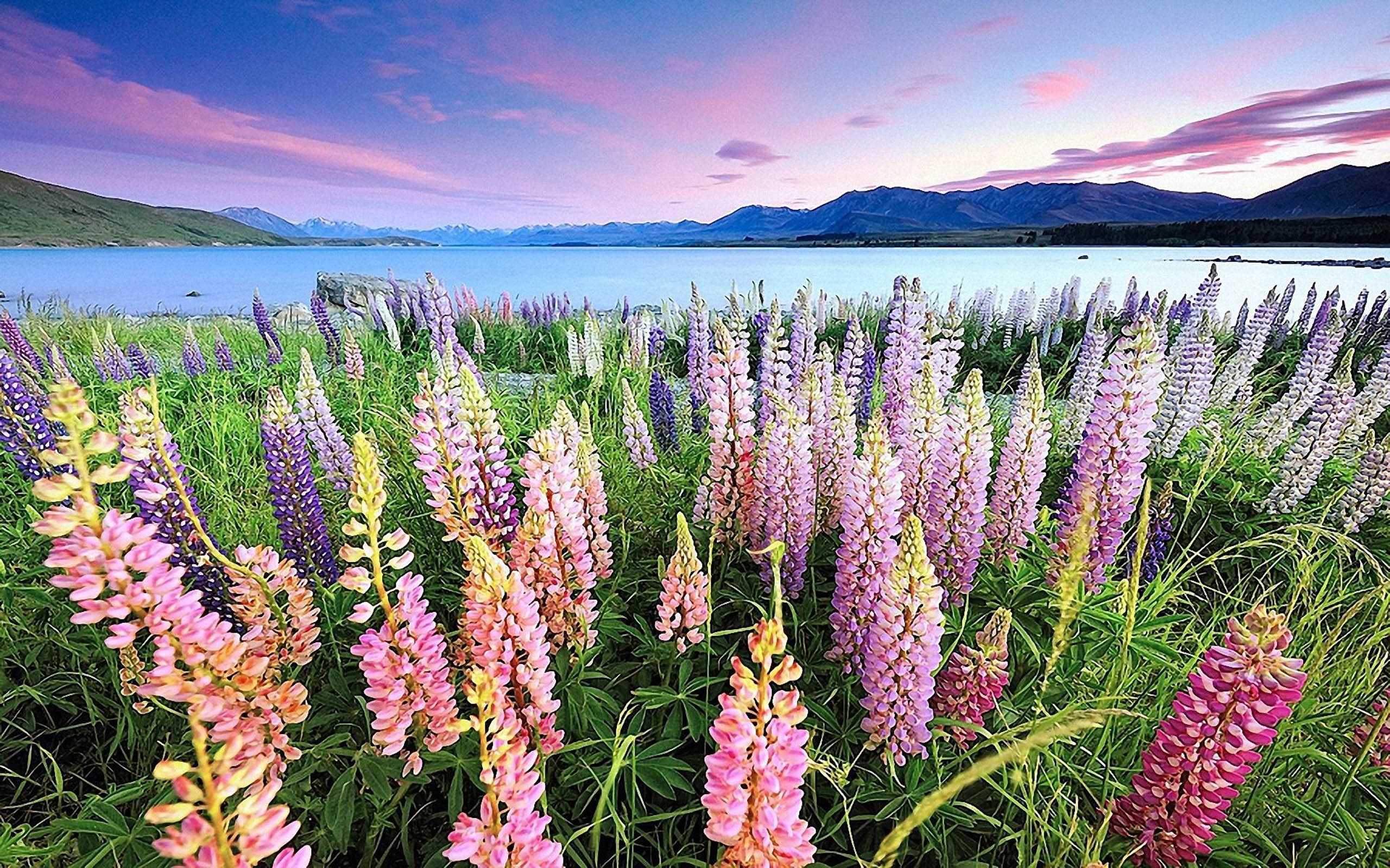 2560x1600 Tekapo 1080P, 2k, 4k Full HD Wallpaper, Background Free Download