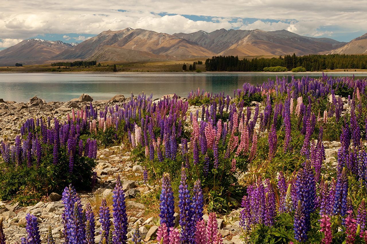 1280x853 Wallpaper New Zealand Tekapo Nature mountain Lake Lupinus
