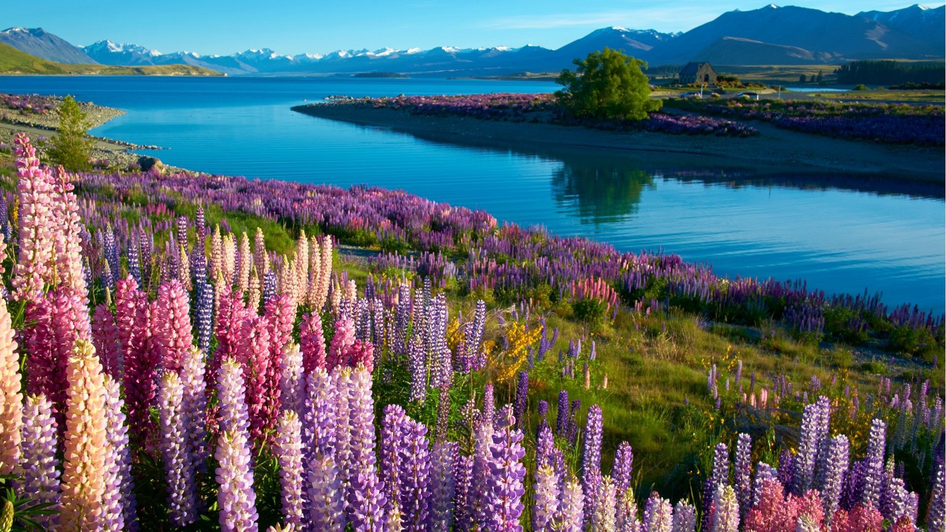 1920x1080 Lupins near the Church of the Good Shepherd at Lake Tekapo, South Island, New Zealand. Windows Spotlight Image