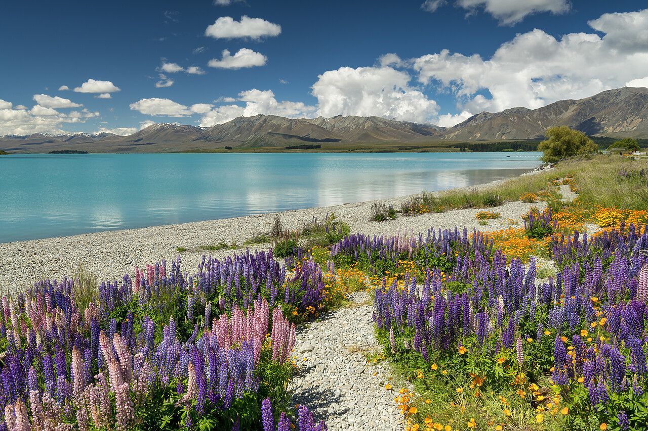 1280x853 Path Through Lupins Along Lake Tekapo, South Island, New Zealand. Landscape graphy