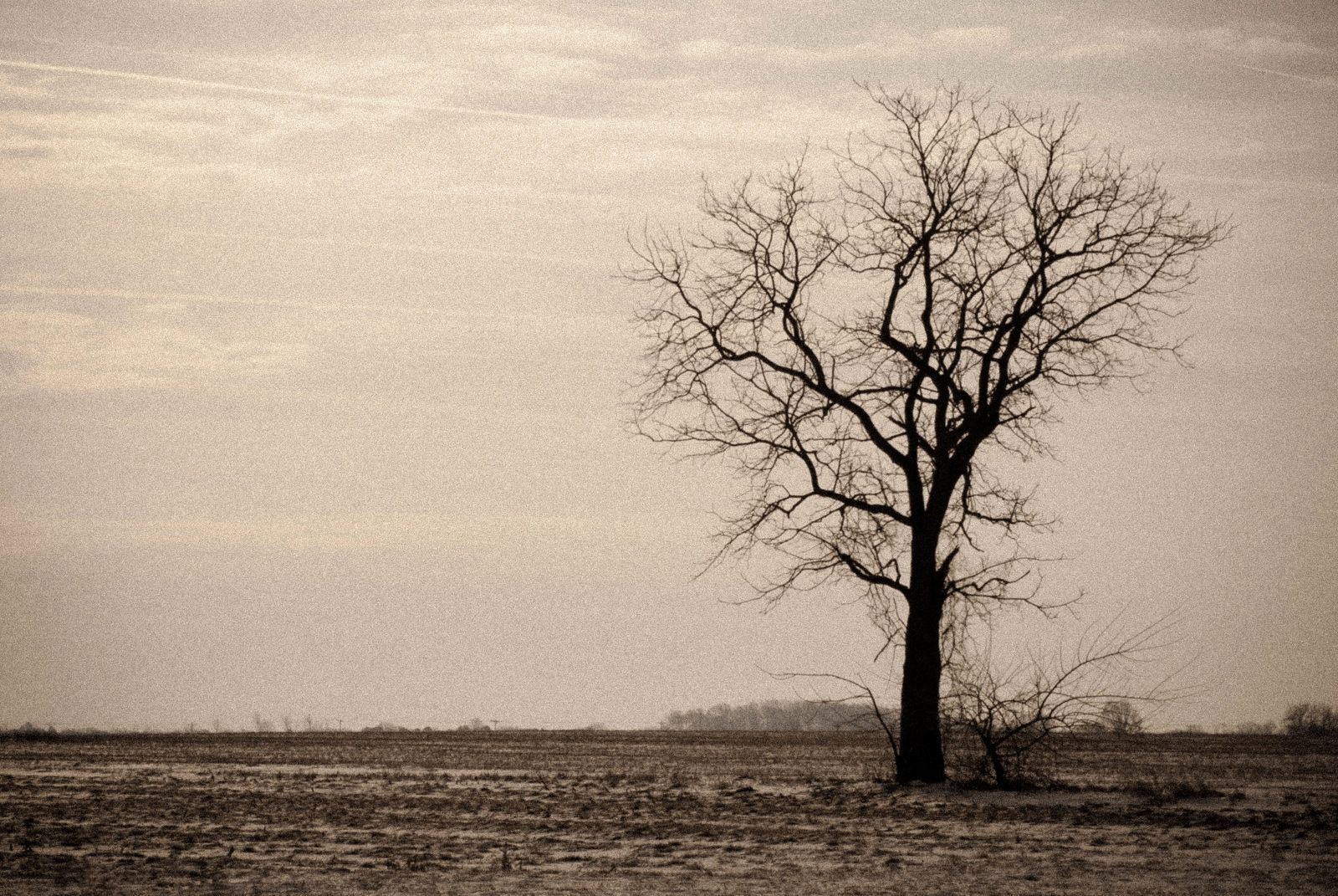 1600x1071 Lonely Barren Tree Wallpaper