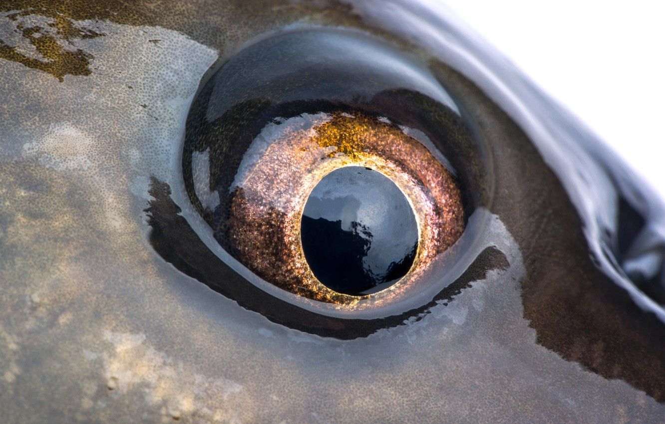 Fish Eye Wallpapers - Top Free Fish Eye Backgrounds - WallpaperAccess