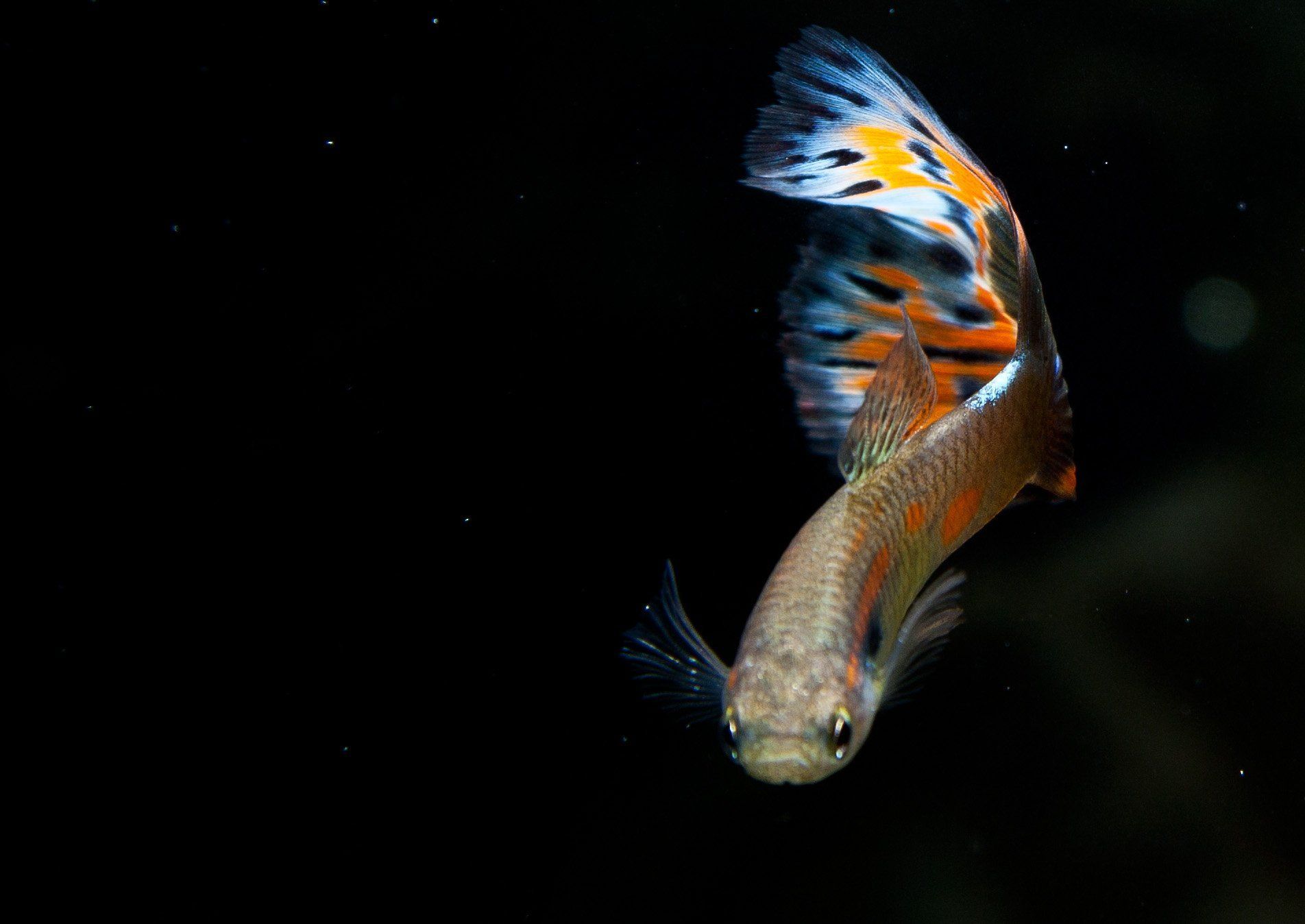 1904x1348 GUPPY tropical fish wallpaperx1348