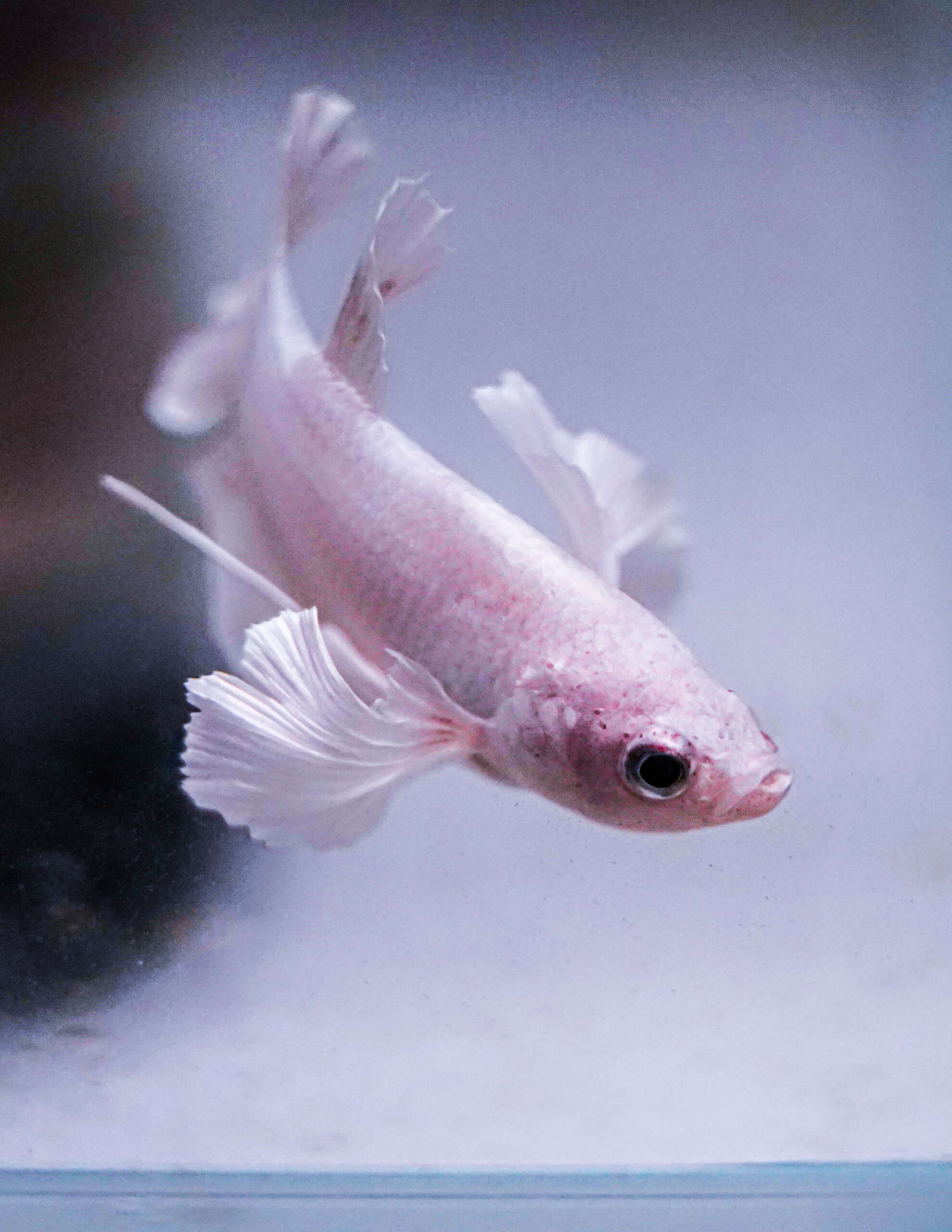 Guppy Fish Wallpapers - Top Free Guppy Fish Backgrounds - WallpaperAccess