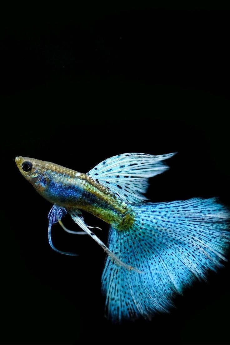 736x1104 fish