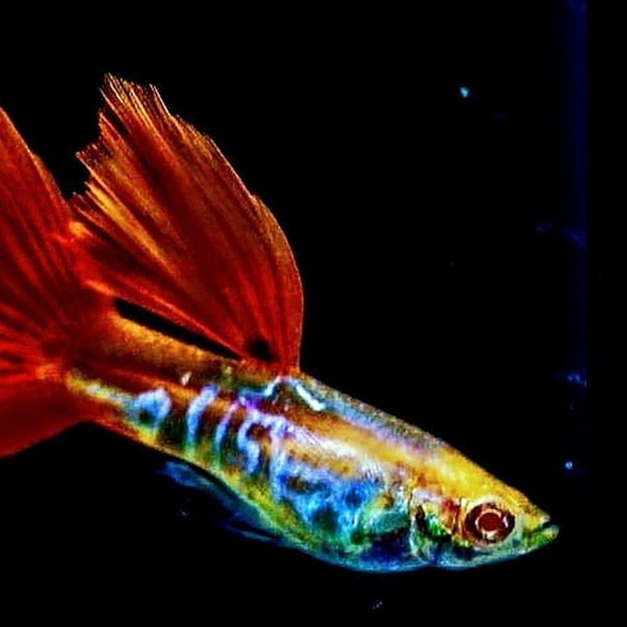 900x900 GUPPY PREMI