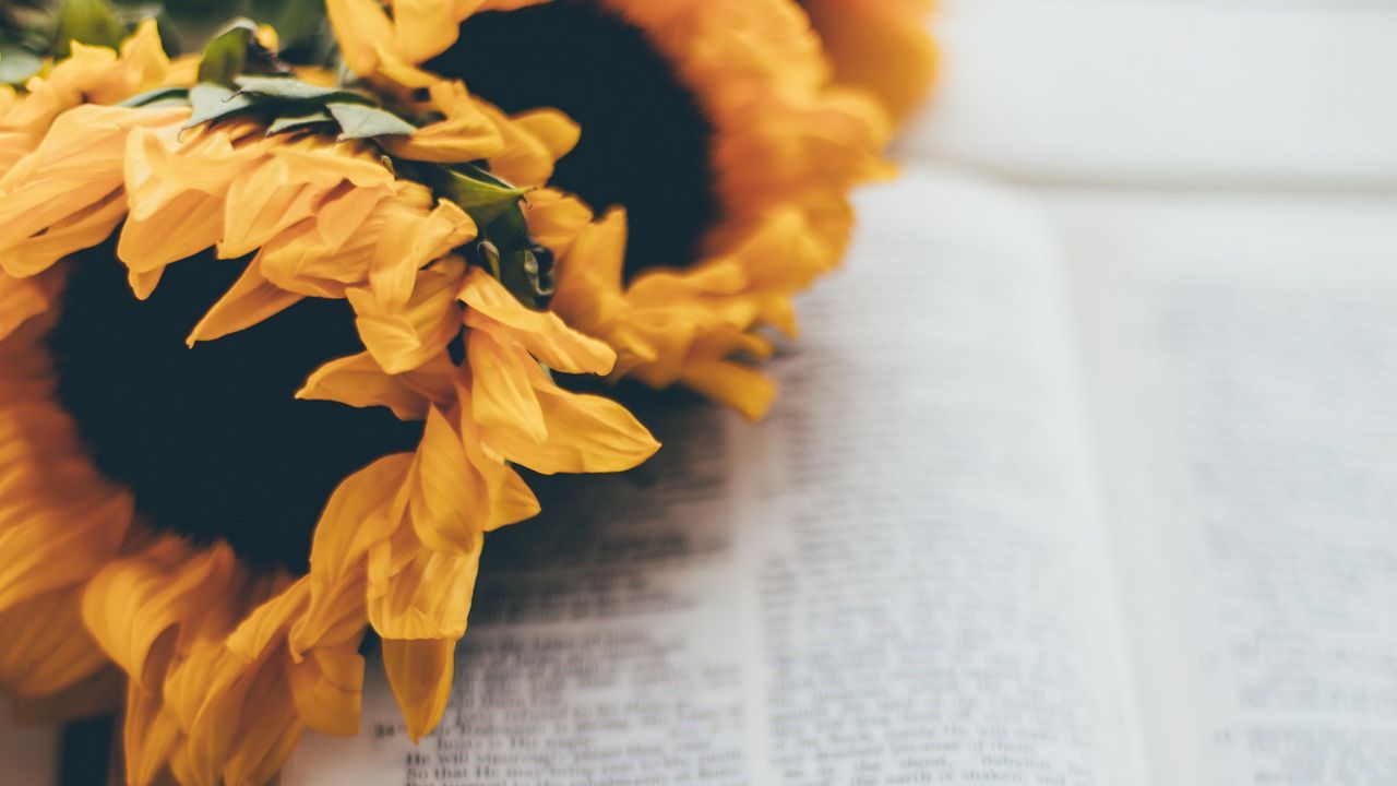 1280x720 Wallpaper book, reading, sunflowers, flowers, aesthetics hd, picture, image