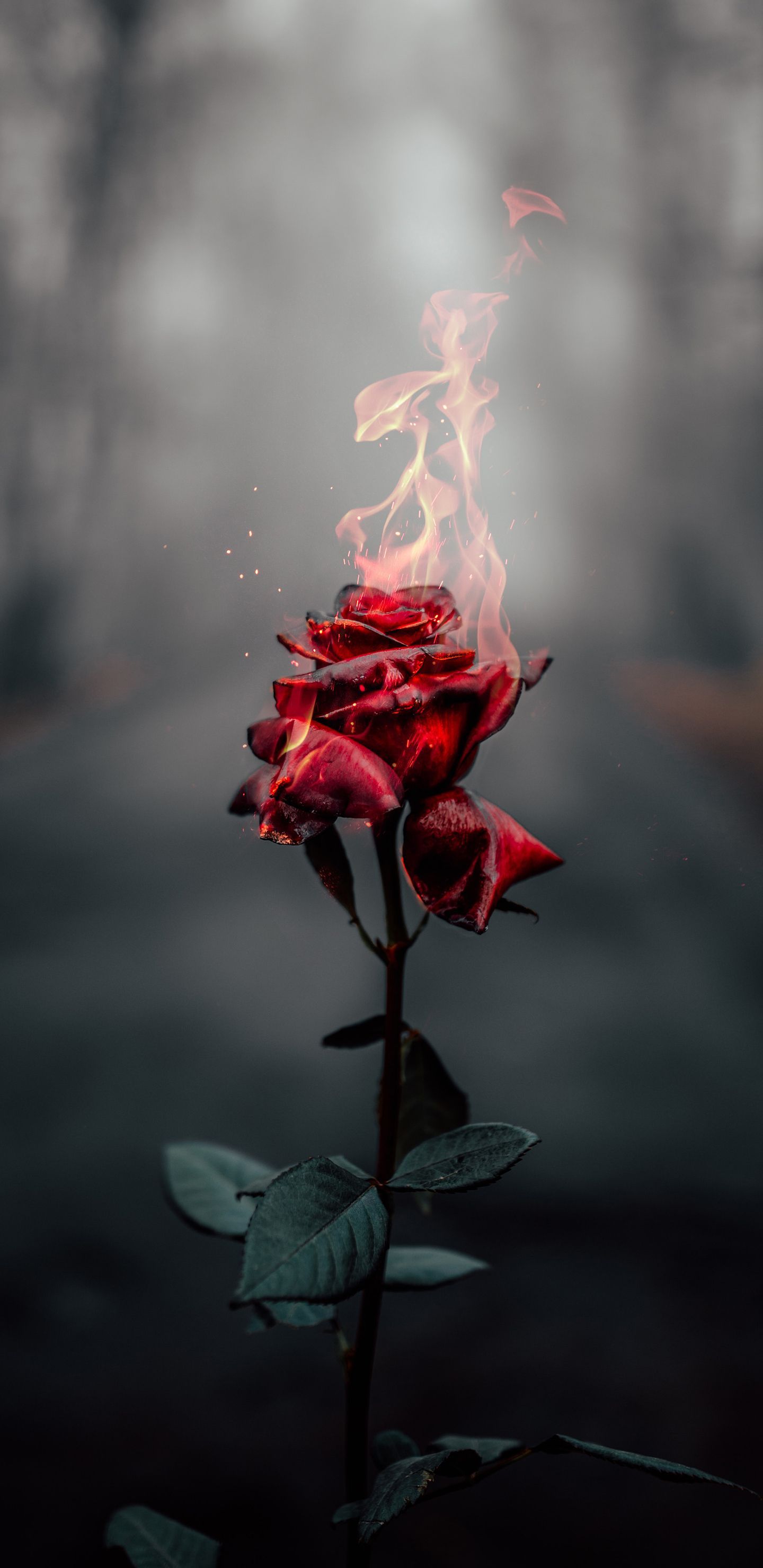 1440x2960 Burning heart Wallpaper Download