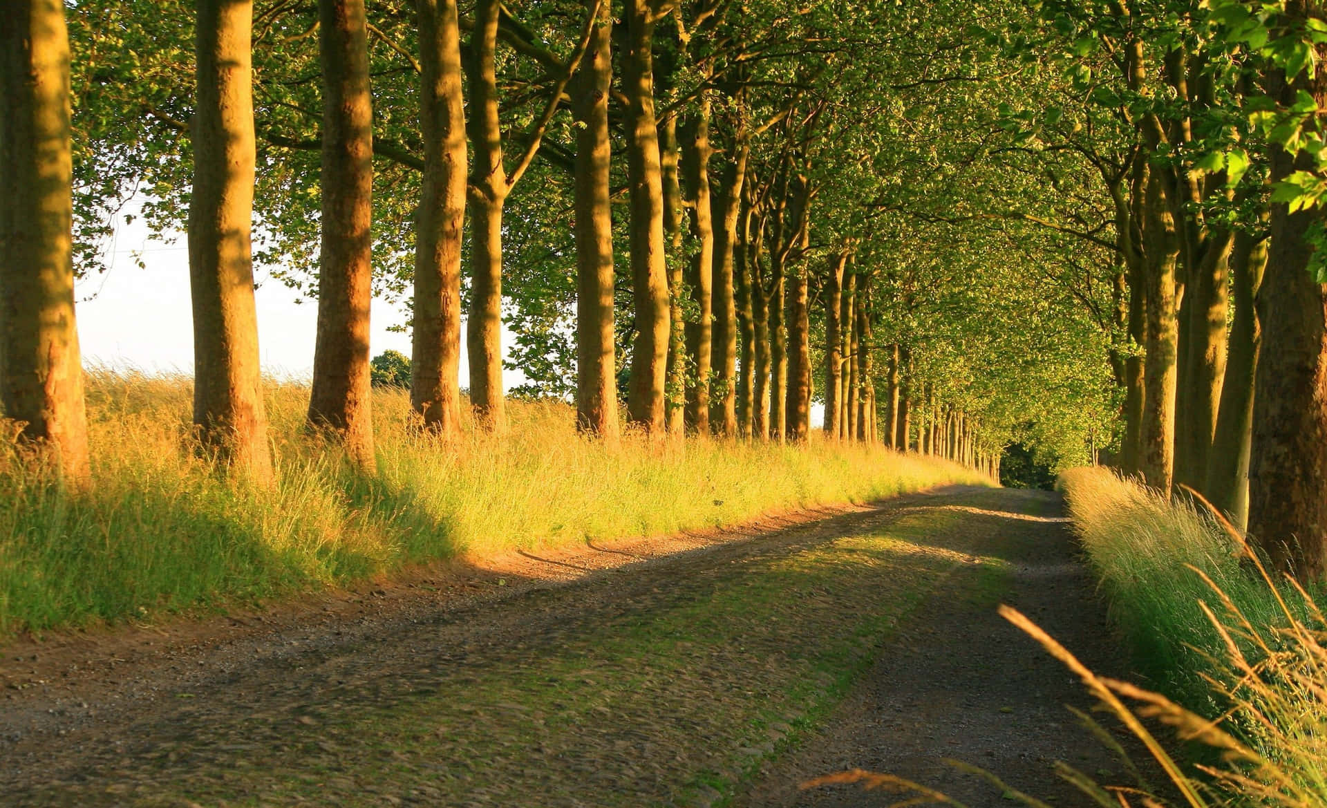 1920x1169 Download Sunny Dirt Road With Trees Wallpaper