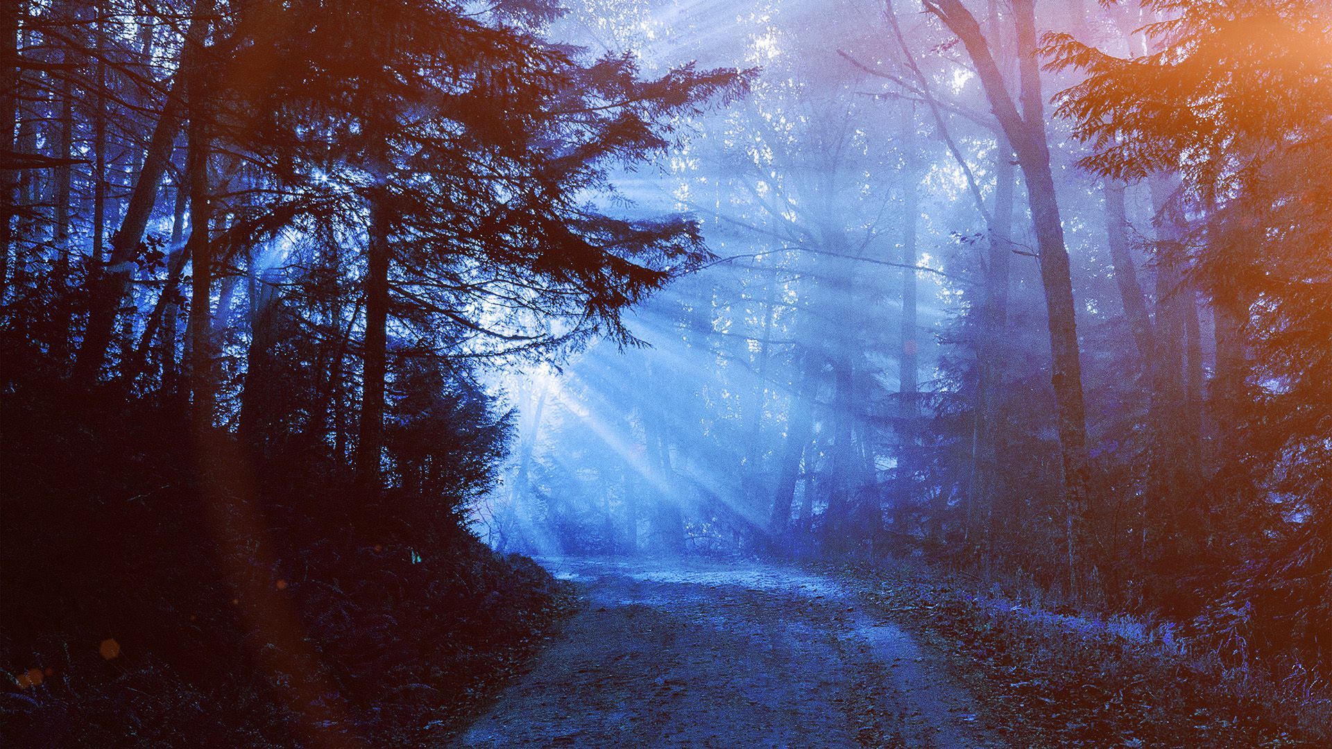 1920x1080 wallpaper for desktop, laptop. sunny road wood forest light tree nature morning