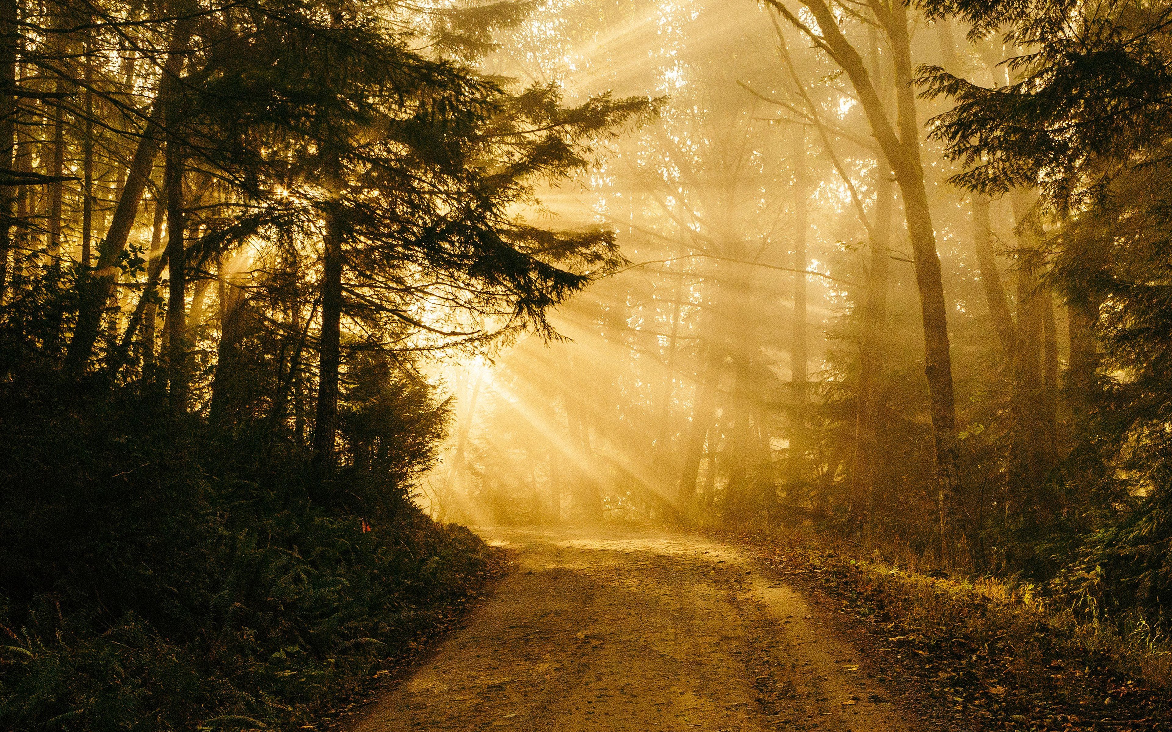 3840x2400 wallpaper for desktop, laptop. sunny road wood forest light tree nature gold