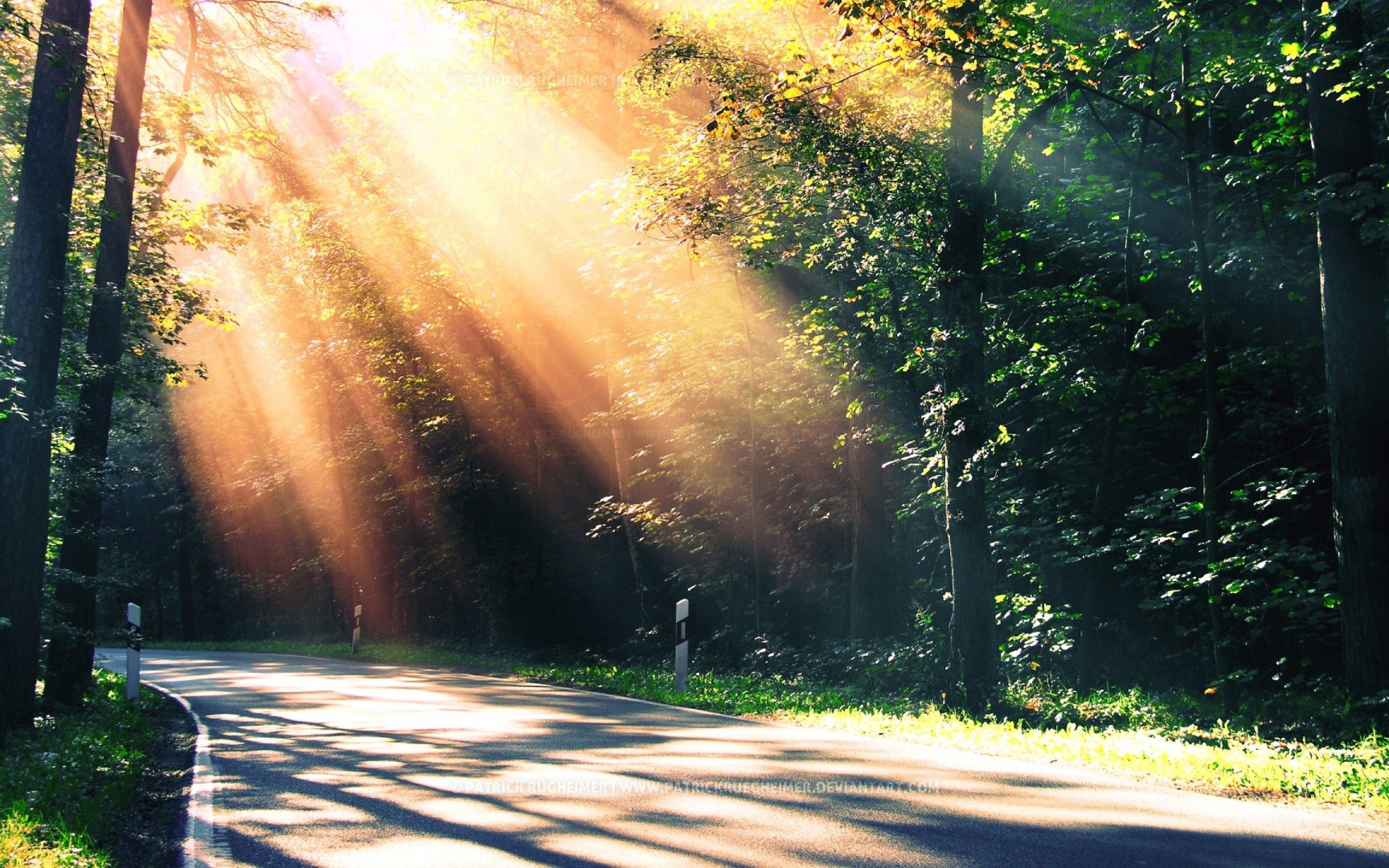 2880x1800 Sunny Road Surrounded by Trees 15 Retina Macbook Pro